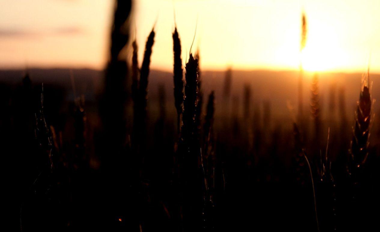 1265x773 Wheat Field Nature Light Sun Sky Sunset HD Wallpaper