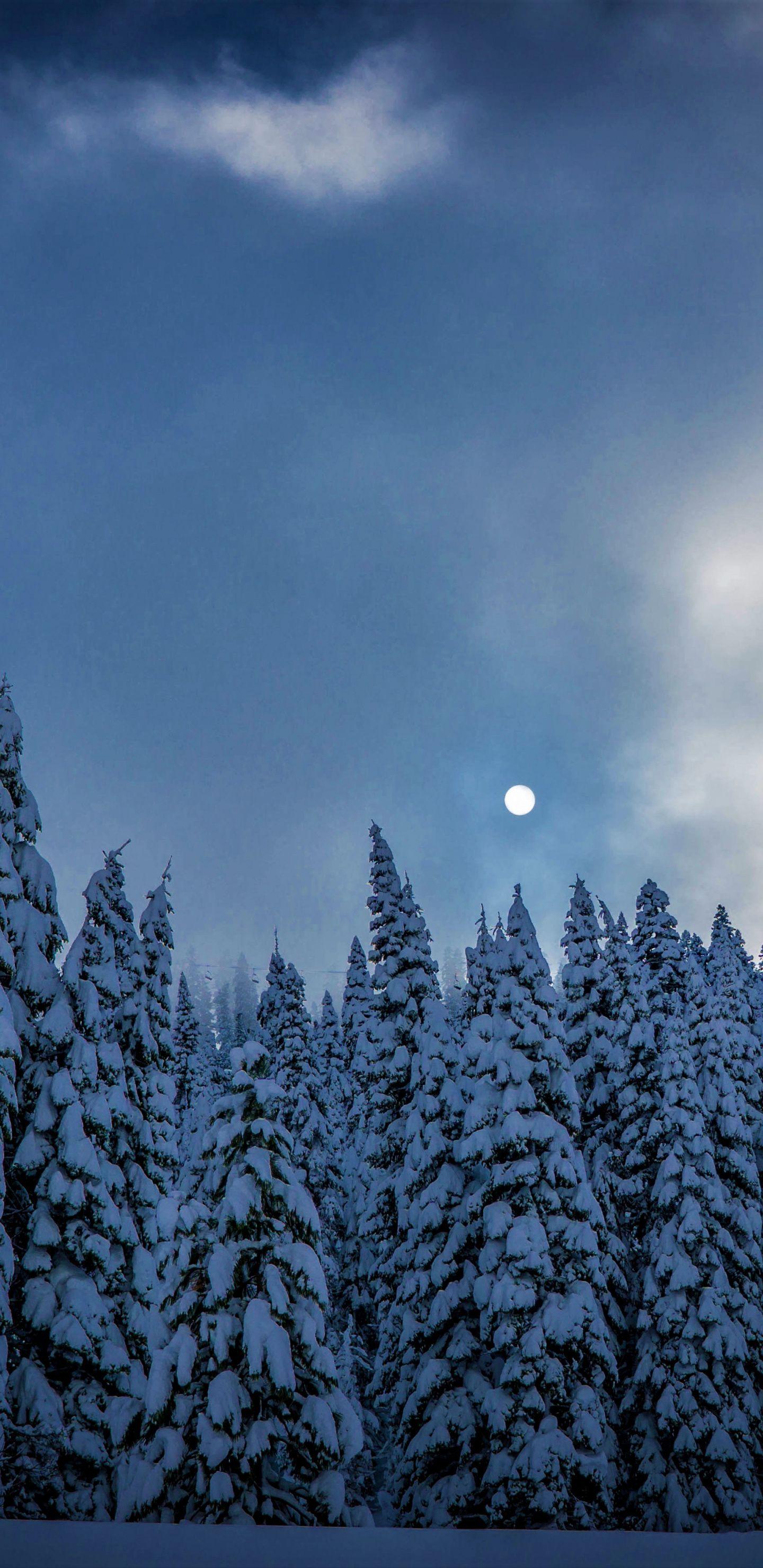1440x2960 Winter, Night, Trees, Sky, Nature, Wallpaper Trees