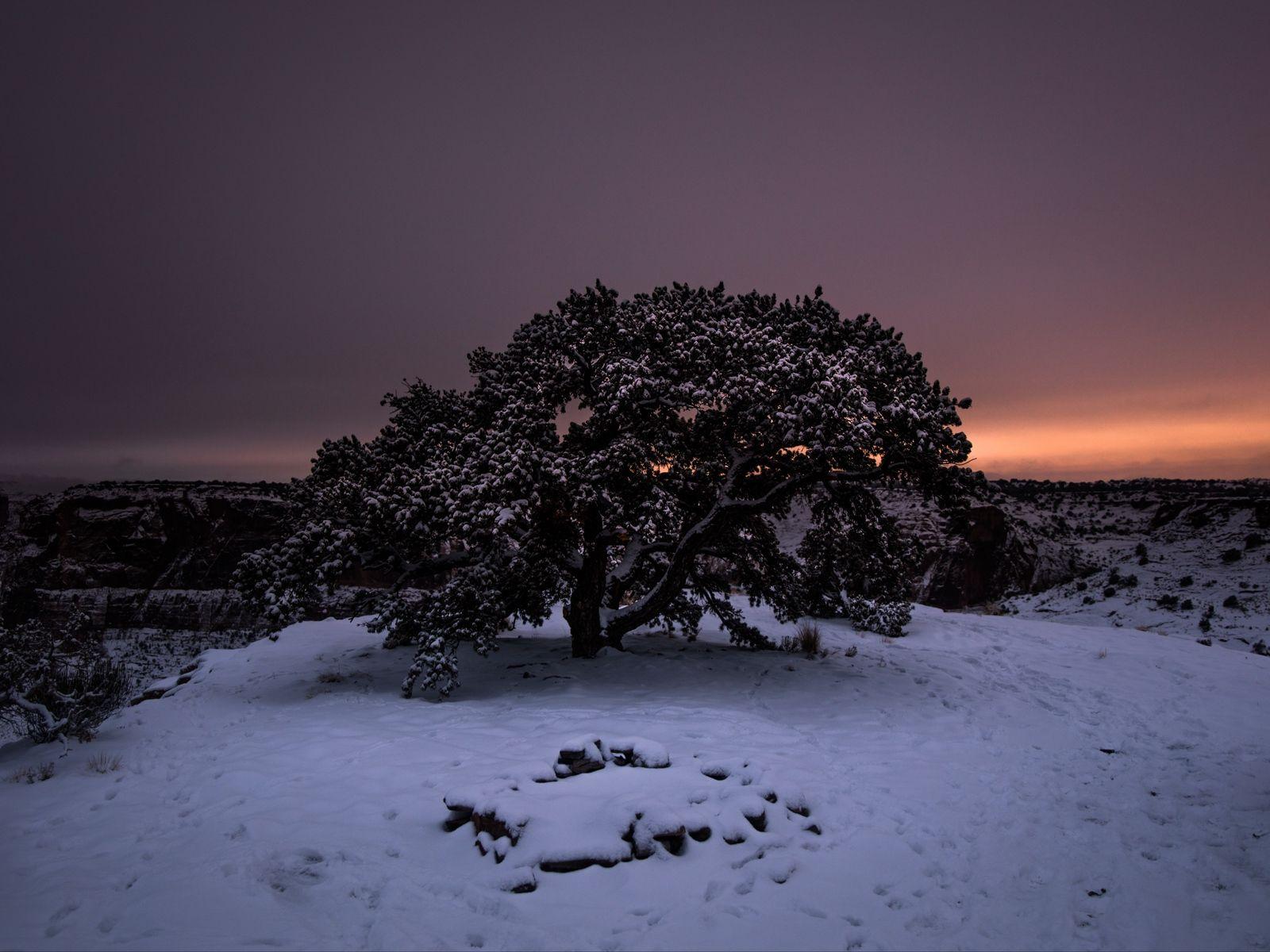 1600x1200 Download wallpaper 1600x1200 tree, snow, winter, night