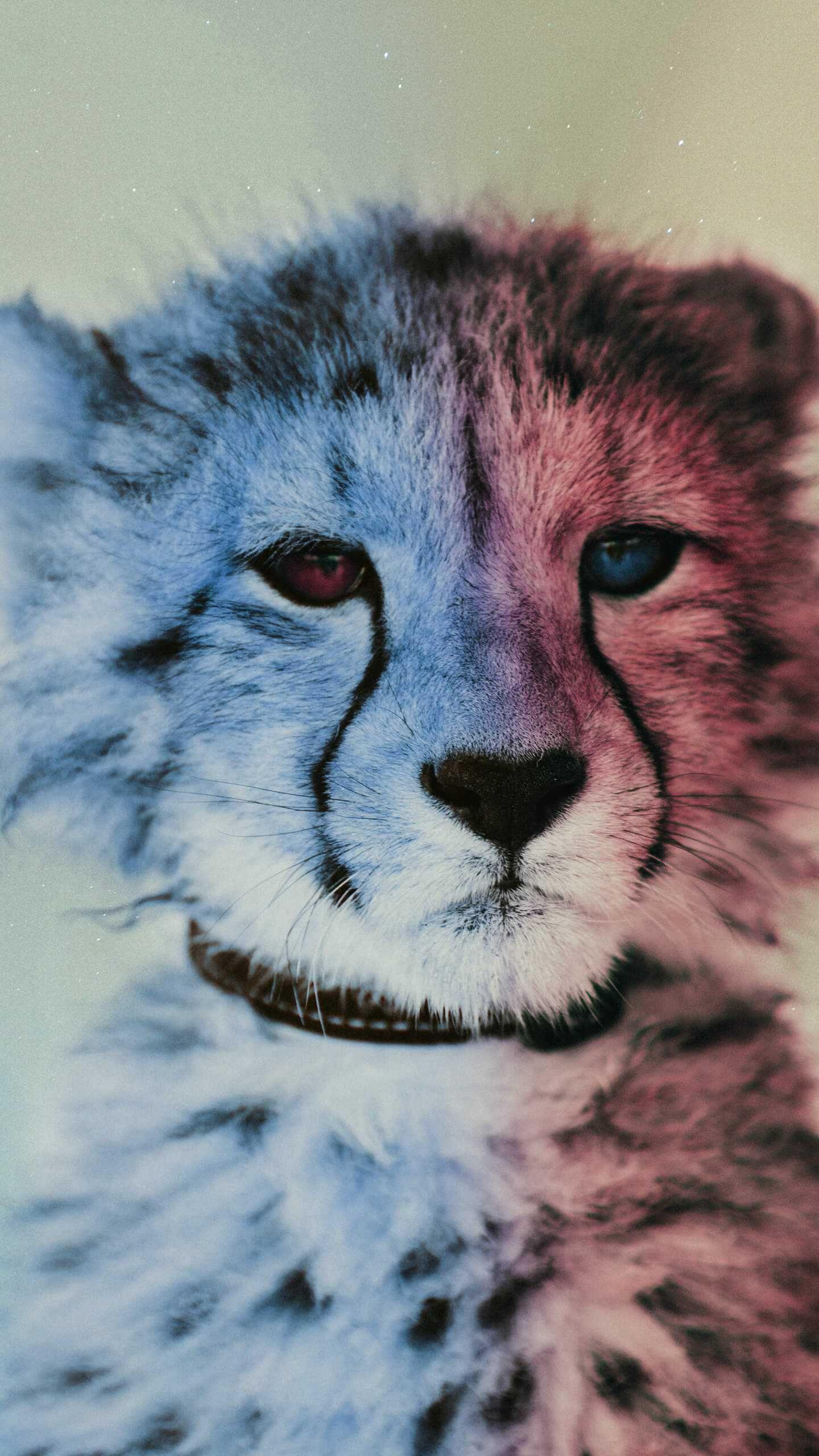 Cheetah background Animal print iPhone vintage iphone neon Cute Animal  Pattern HD phone wallpaper  Peakpx