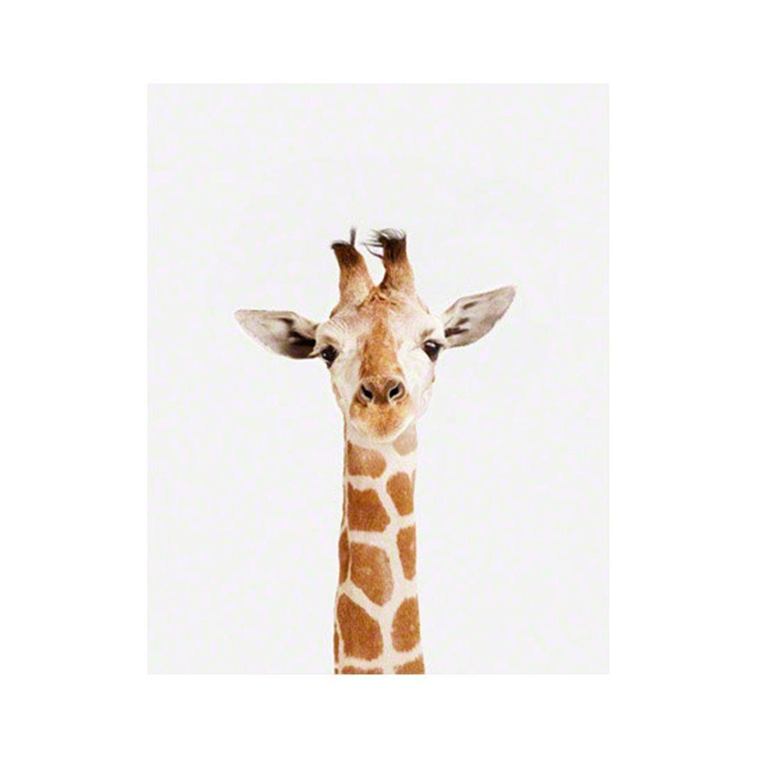 1080x1080 Baby Giraffe Little Darling Print. Giraffe, Animals, Animals beautiful