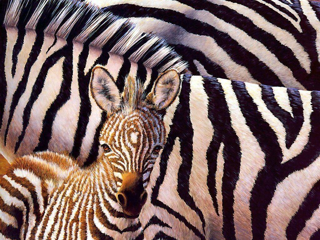 baby zebra wallpaper