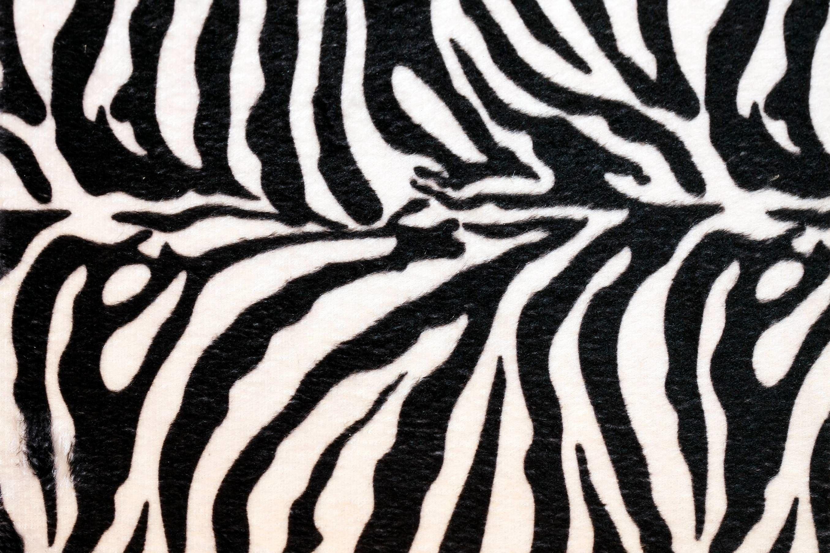 2711x1807 Zebra Desktop Background