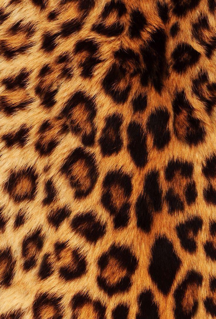 Leopard Print Wallpapers Top Free Leopard