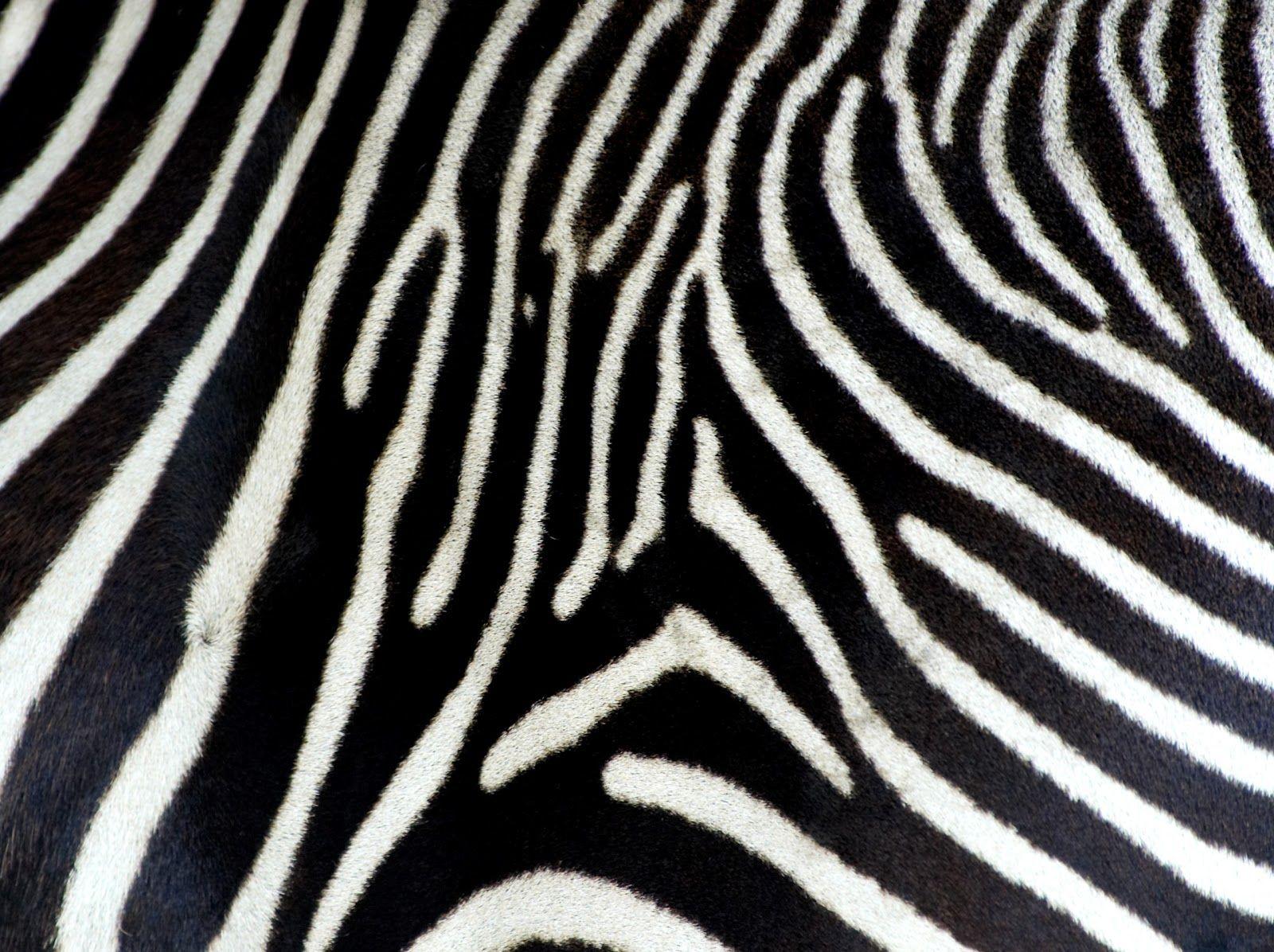 1600x1196 Zebra Print Background Background for Free PowerPoint Templates