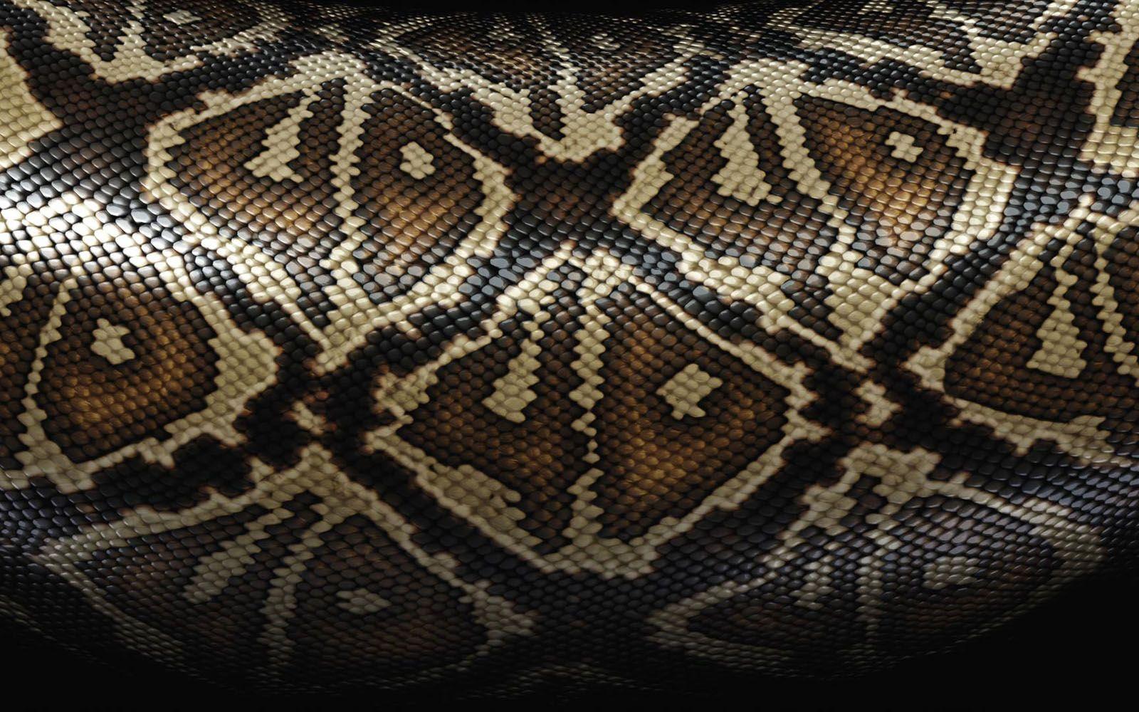 1600 Snake Skin Background Illustrations RoyaltyFree Vector Graphics   Clip Art  iStock  Snake skin texture