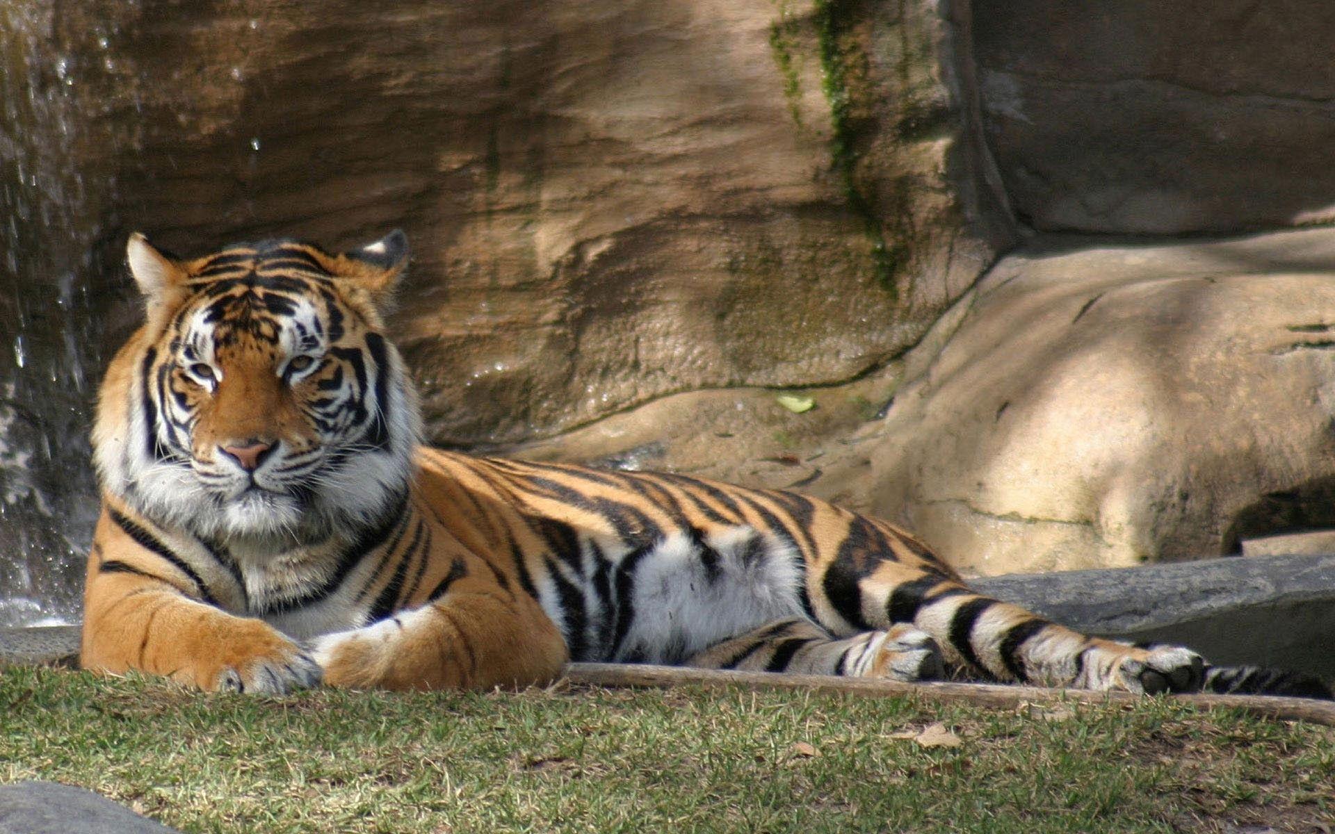 Wallpaper Tiger Lying on Rock Near Green Trees During Daytime Background   Download Free Image