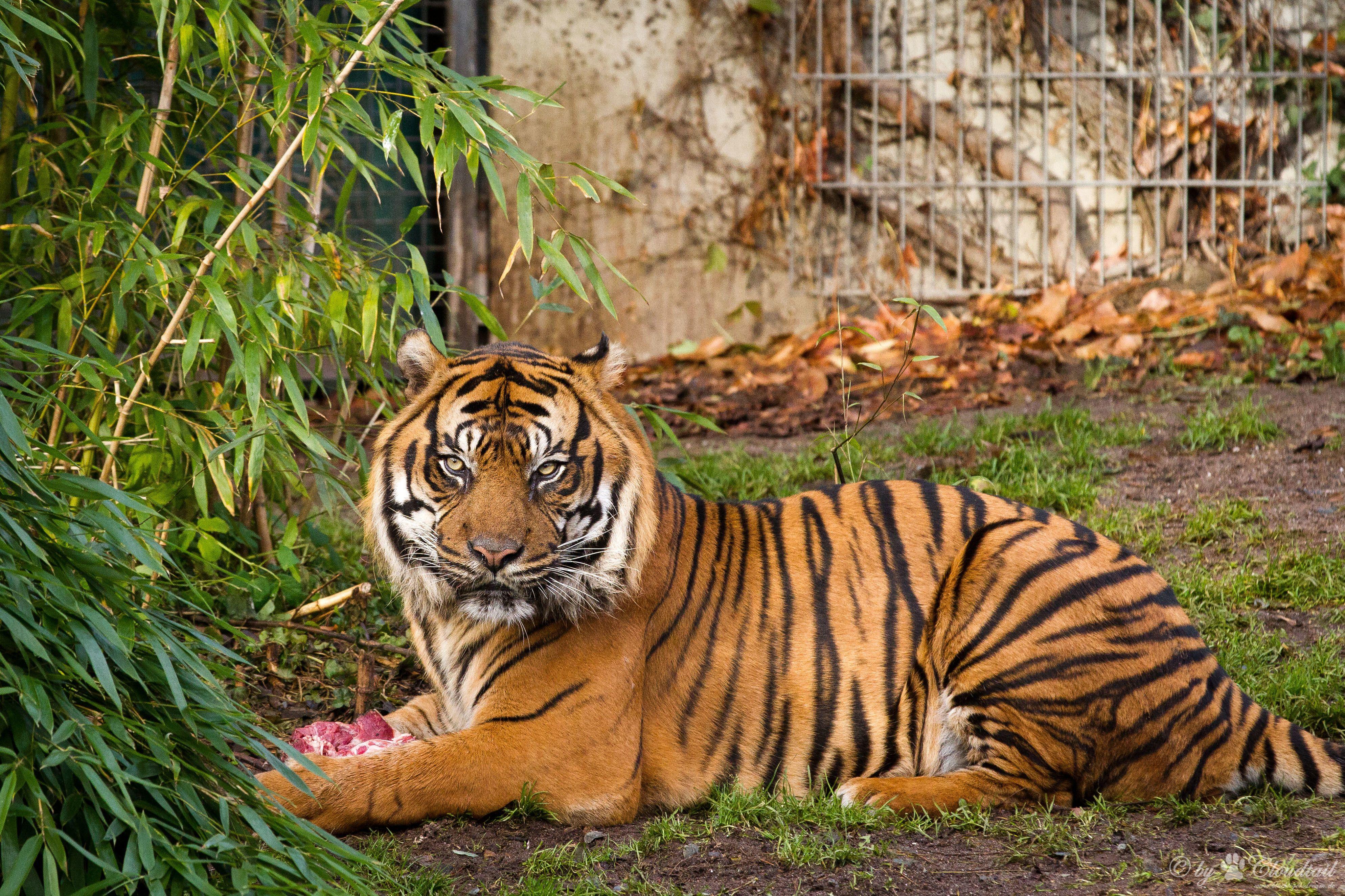 3976x2650 #Zoo, K, #Tiger