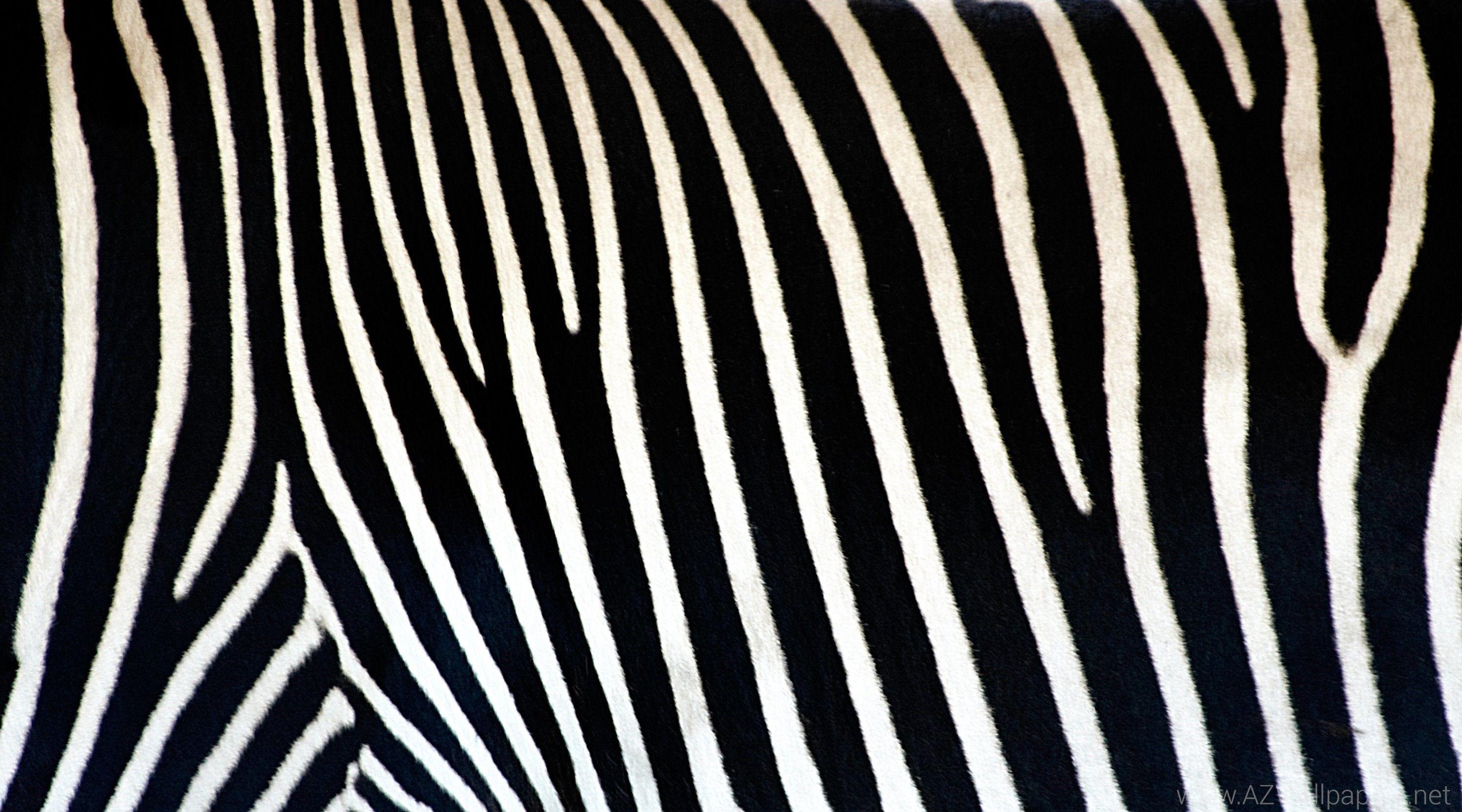 2969x1650 Animal Print Desktop Background