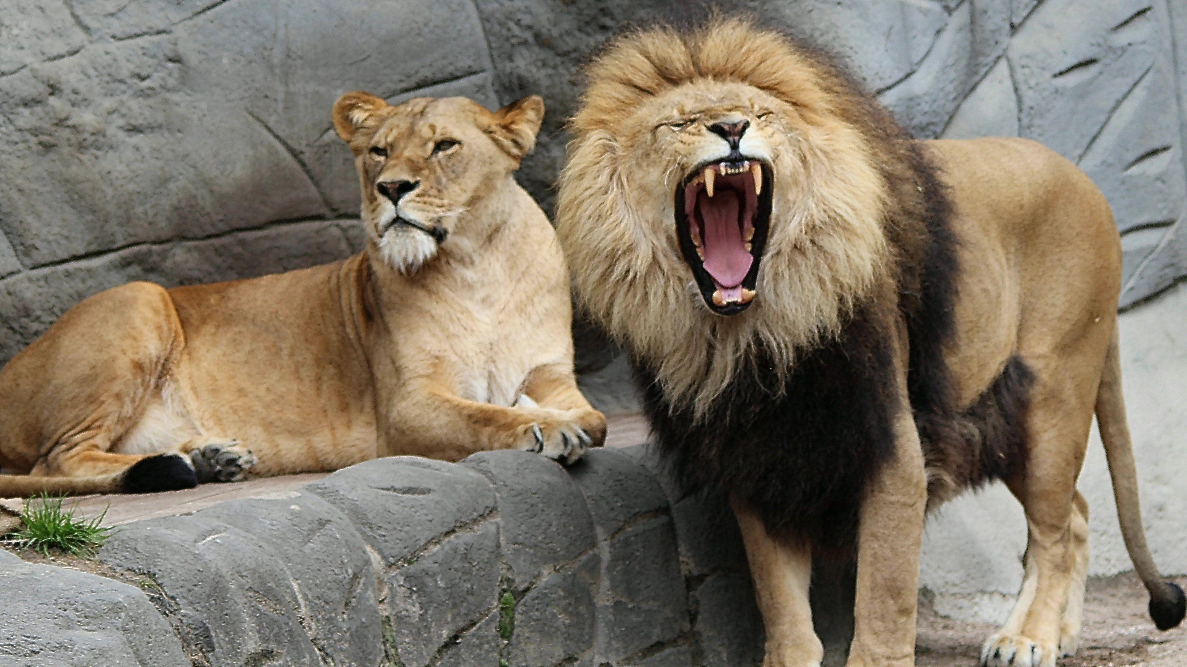 3840x2160 Zoo Animals Leo Lioness Lion HD Wallpaper 3840x2160
