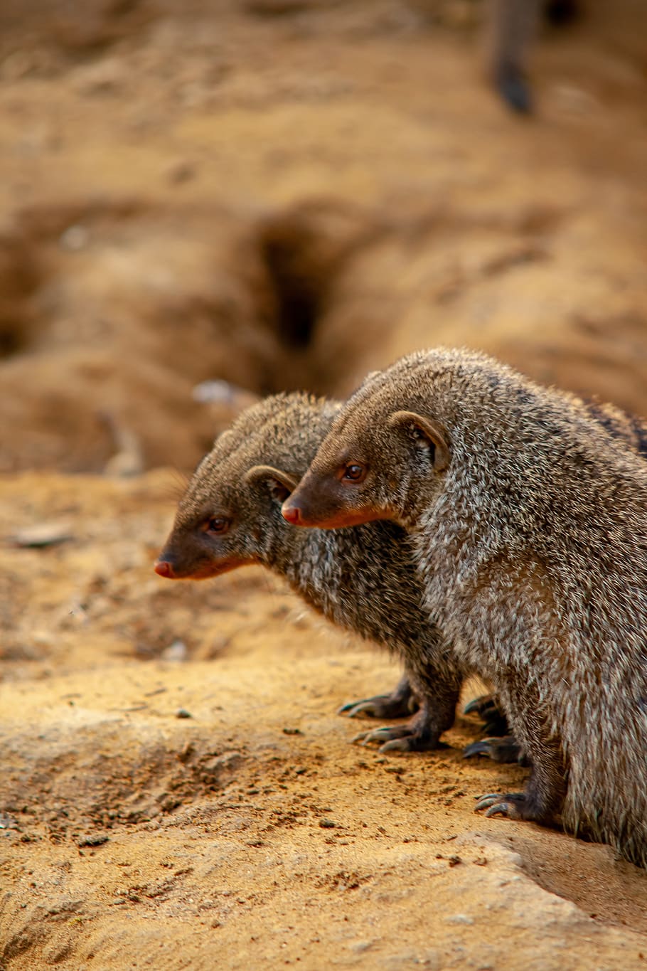 910x1365 HD wallpaper: wild animals, zoo, animal themes, animal
