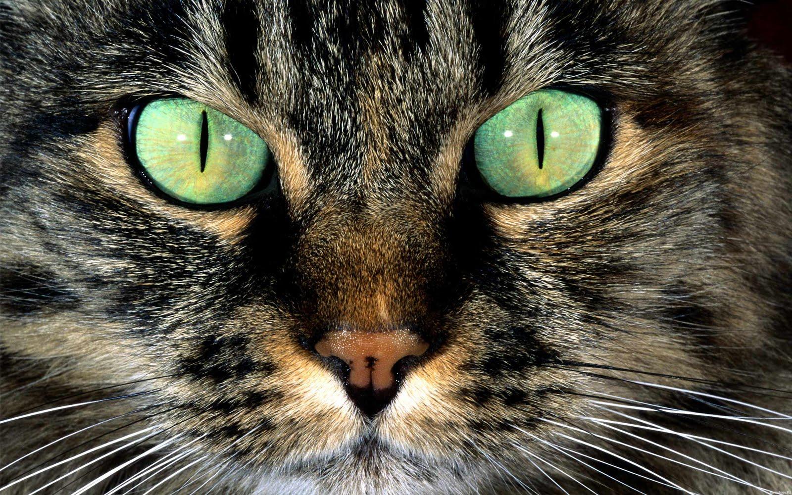 1600x1000 Best Animal Wallpaper