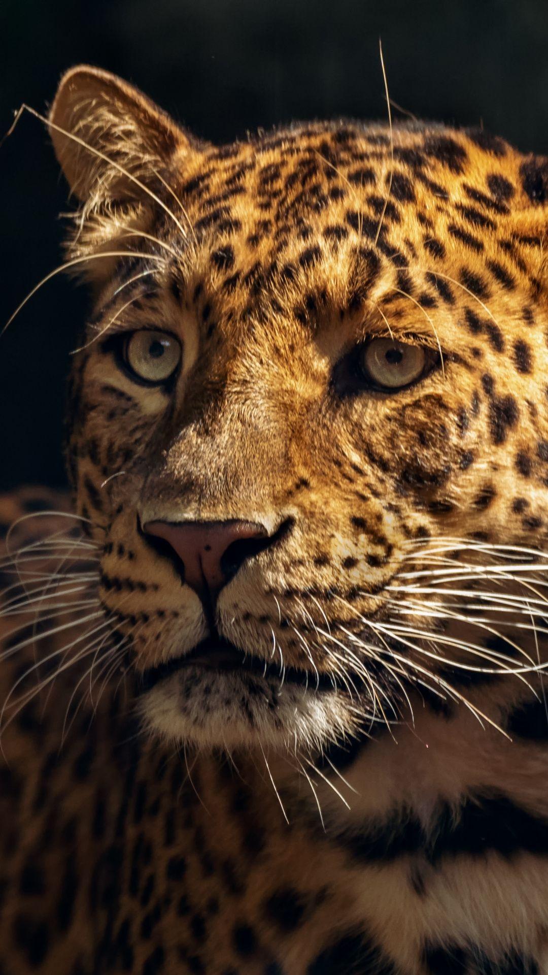 1080x1920 Zoo, wildlife, leopard, muzzle, 1080x1920 wallpaper. Animal