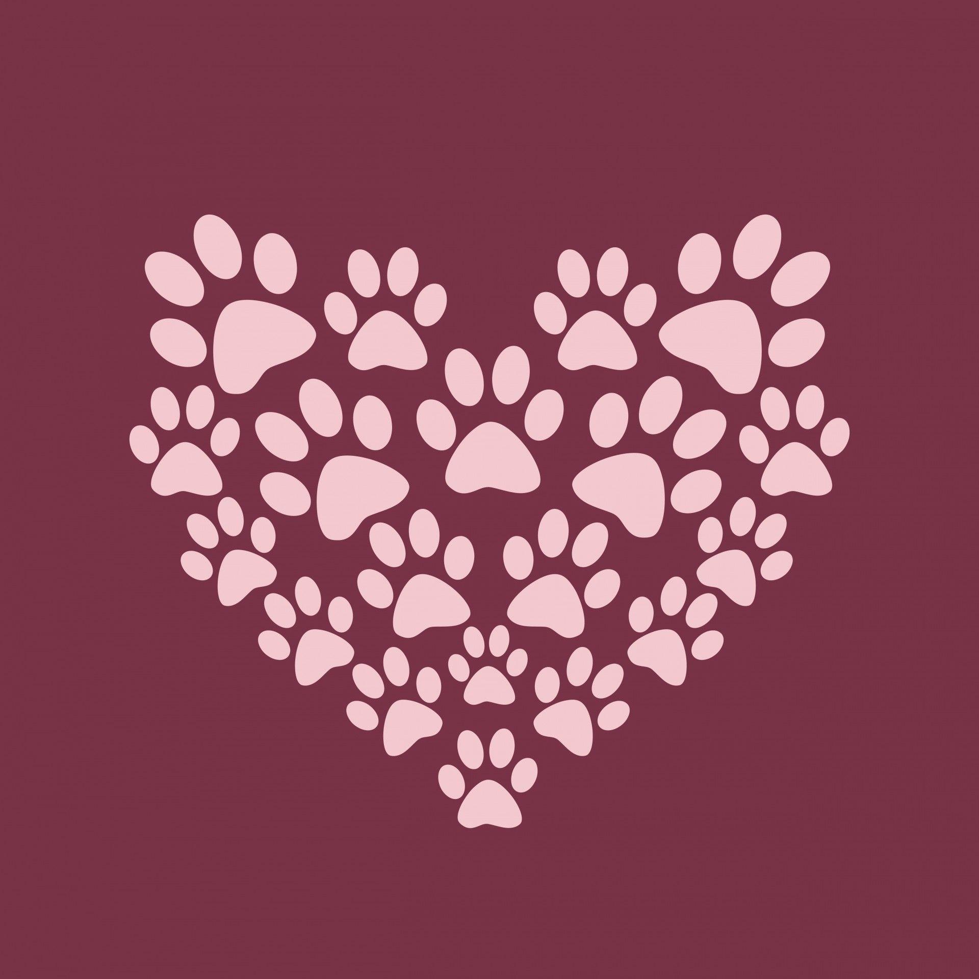 1920x1920 Dog Paws Wallpaper