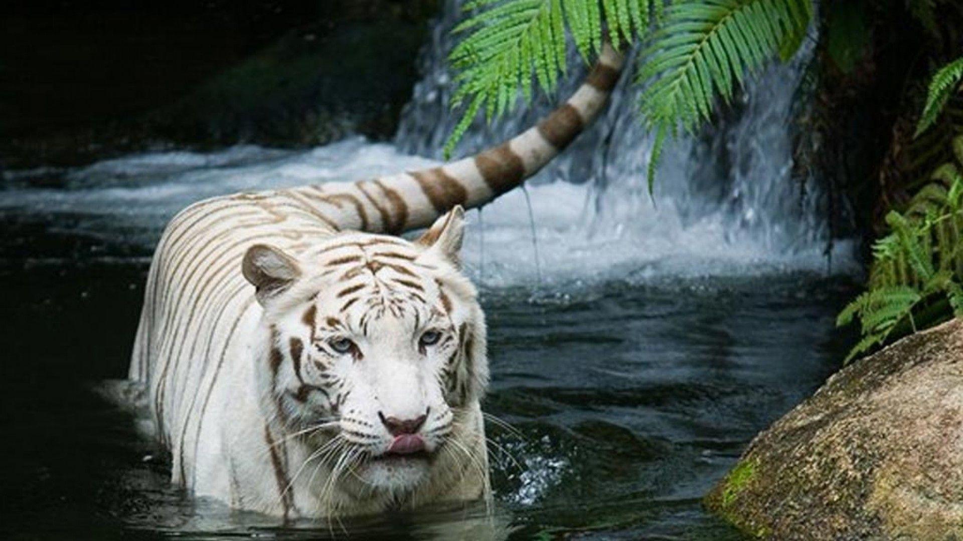 1920x1080 Cool Animal Wallpaper