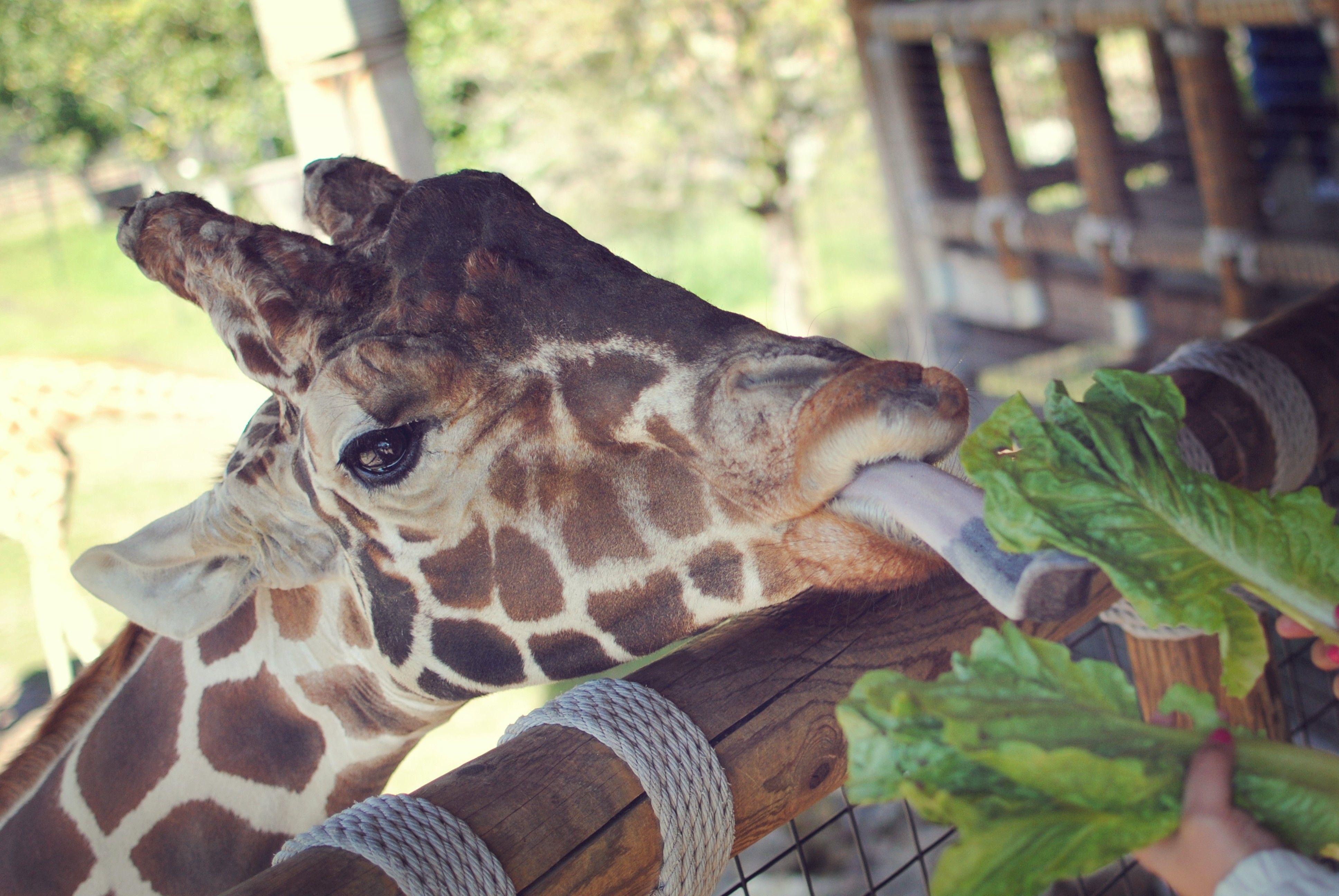 3872x2592 Wallpaper Giraffe, Jacksonville Zoo, animal, tourism, nature