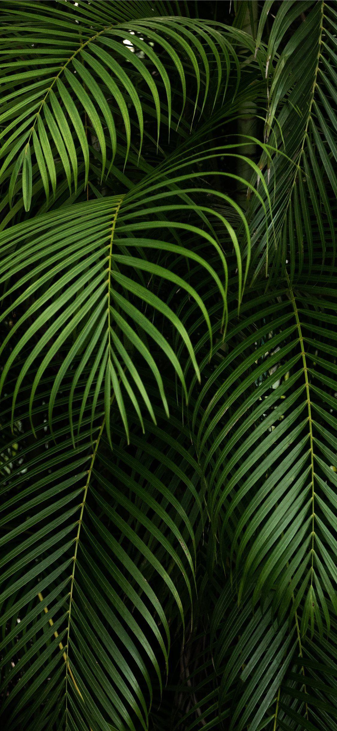 1125x2436 của Hector Falcon Fairchild Vườn bách thảo nhiệt đới iPhone X