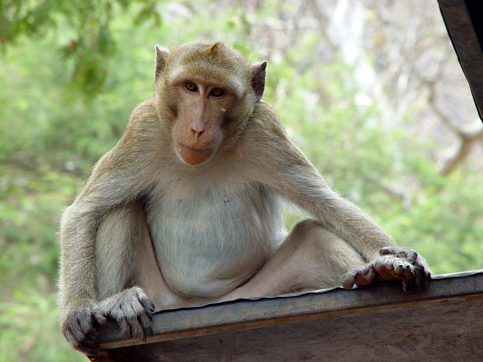 1600x1200 Free HD Wallpaper: Top Zoo Animals Wallpaper For Desktop