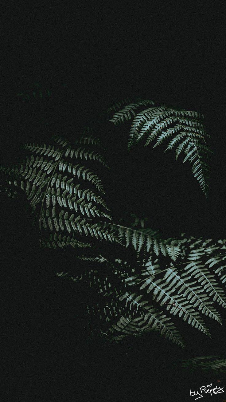 Hình nền iPhone X 736x1308 Tropical Jungle.  hình nền.  Màu đen
