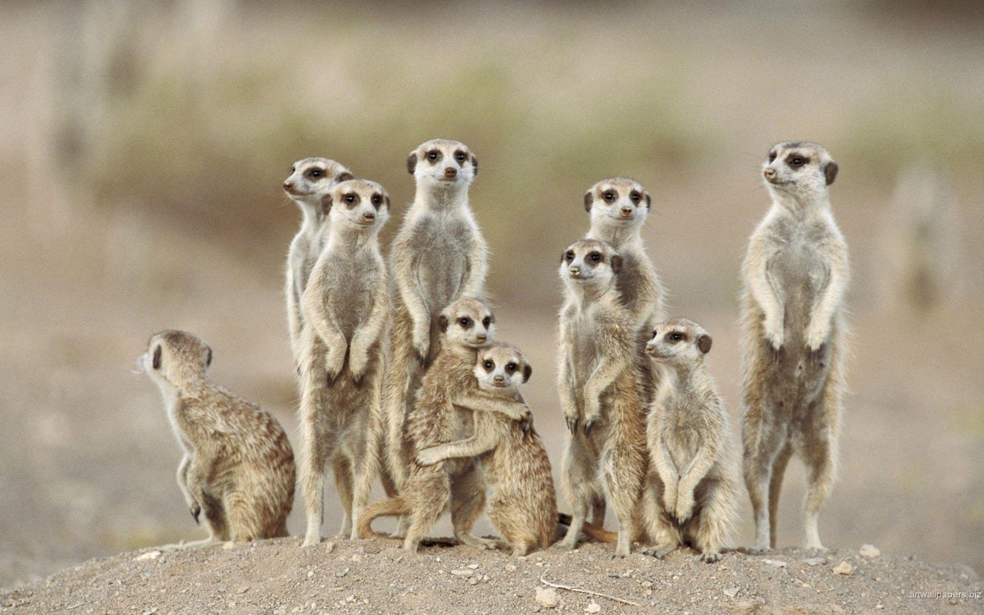 1920x1200 Animals Wallpaper