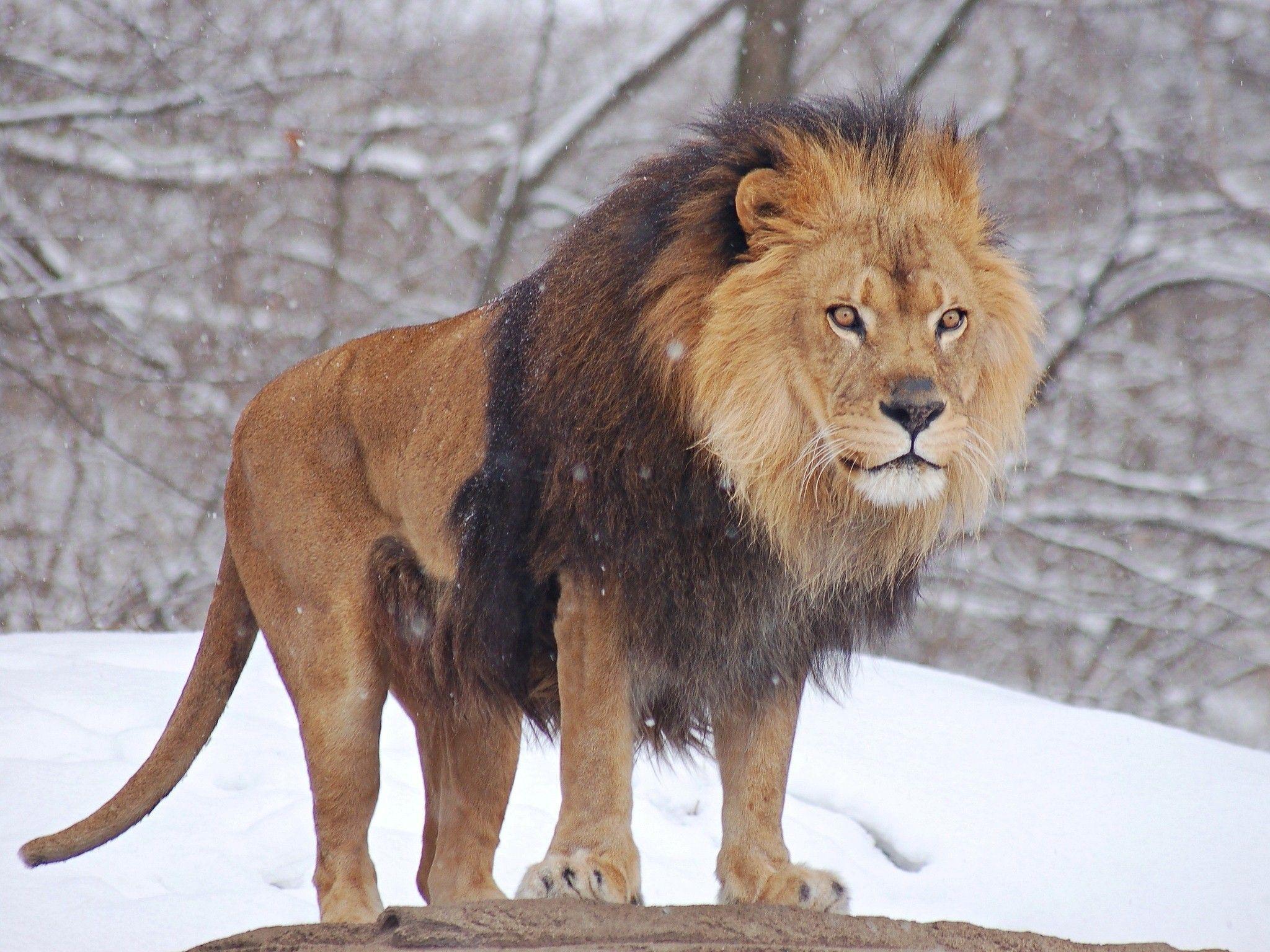 2048x1536 African Lion Walking in Zoo Photo. HD Famous Wallpaper