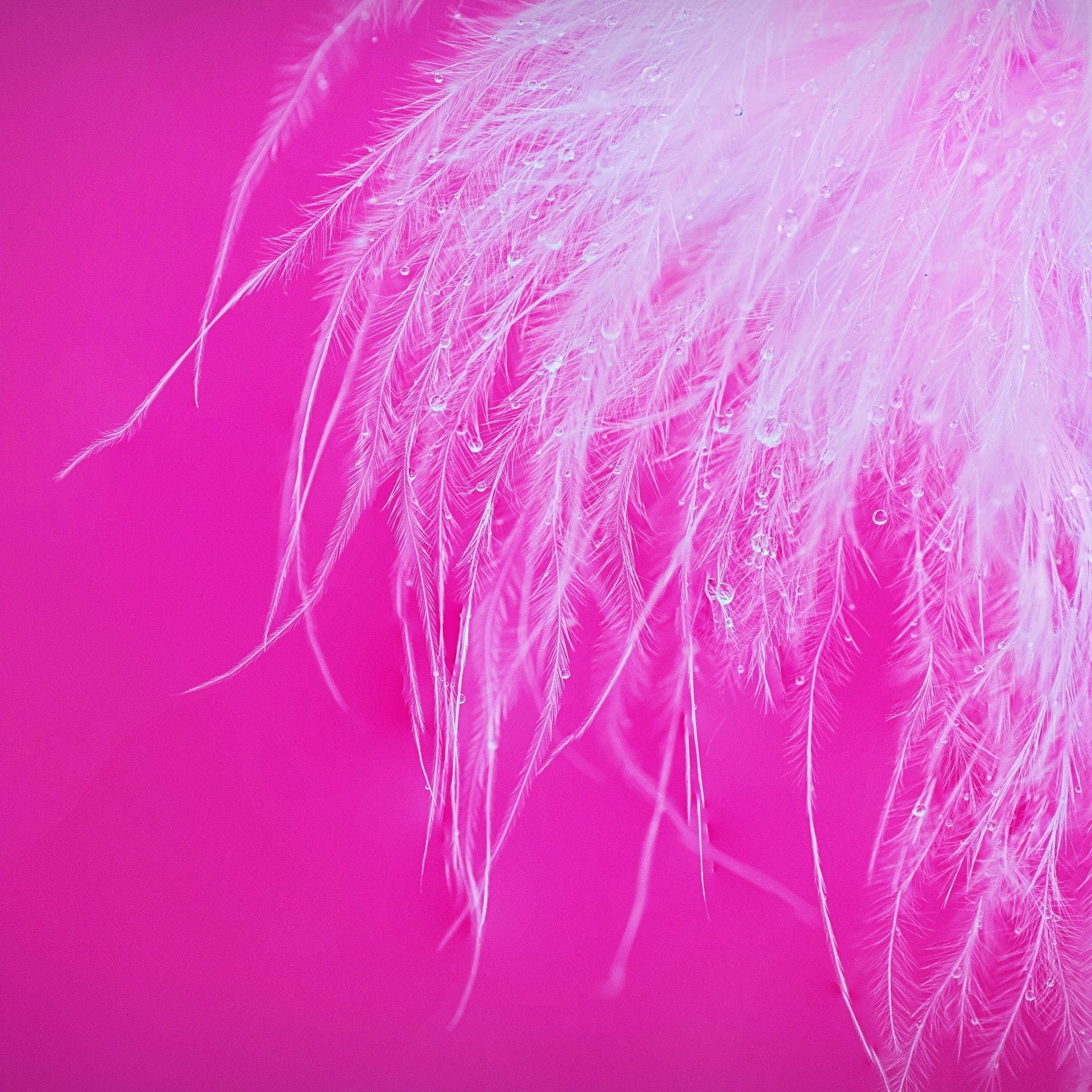 1920x1920 HD White Feather Pink Background Wallpaper ·
