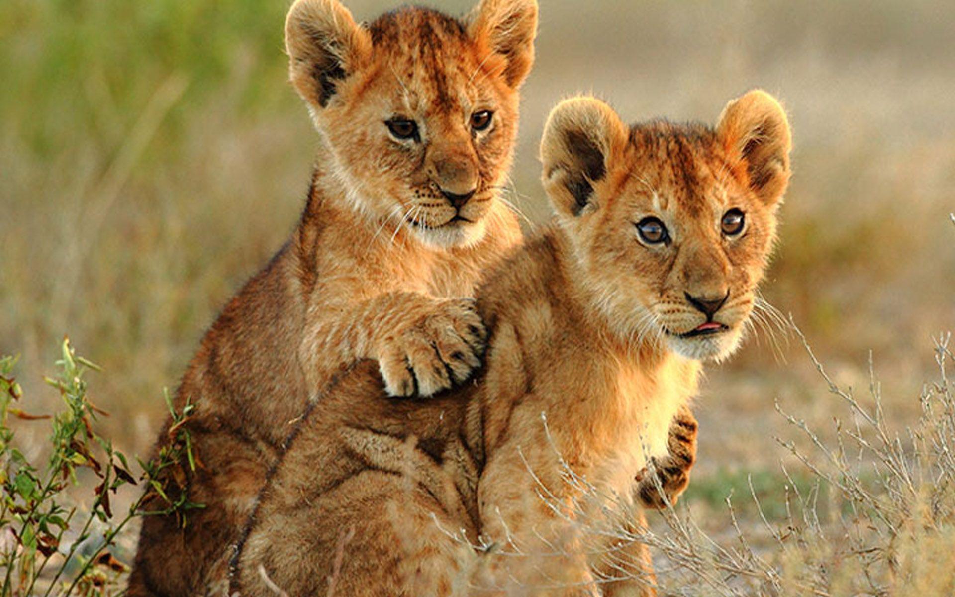 1920x1200 Two Small Lions Cubs HD Wallpaper For Laptop :