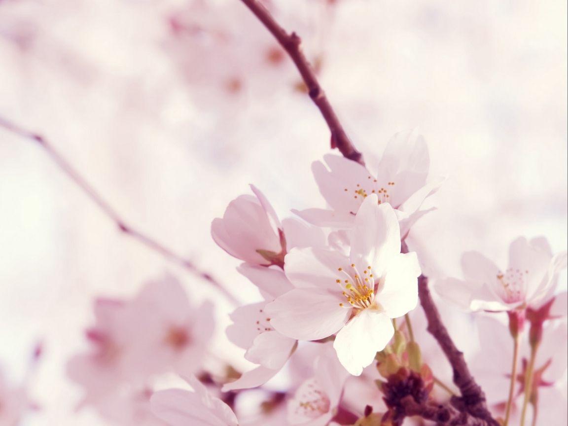 1152x864 Download wallpaper 1152x864 macro, flower, twig, pink, white