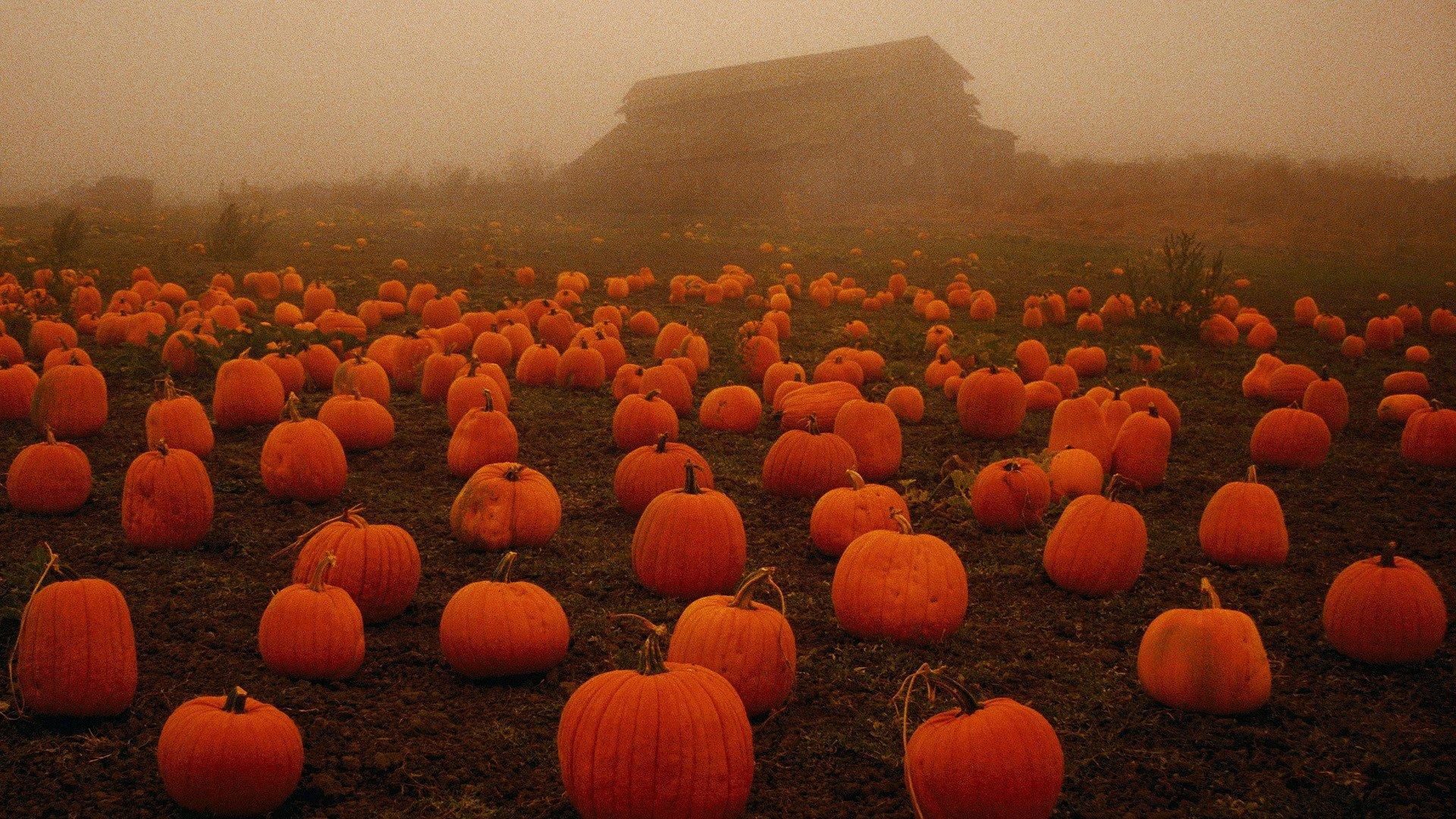 1920x1080 Pumpkin wallpaper 1920x1080 Full HD (1080p) desktop background