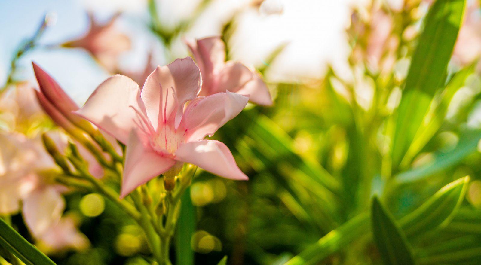 1600x882 Floral wallpaper 50962