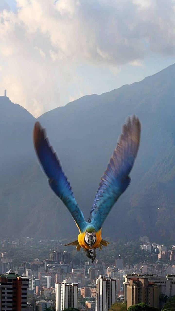 720x1280 Guacamaya Caracas wallpaper