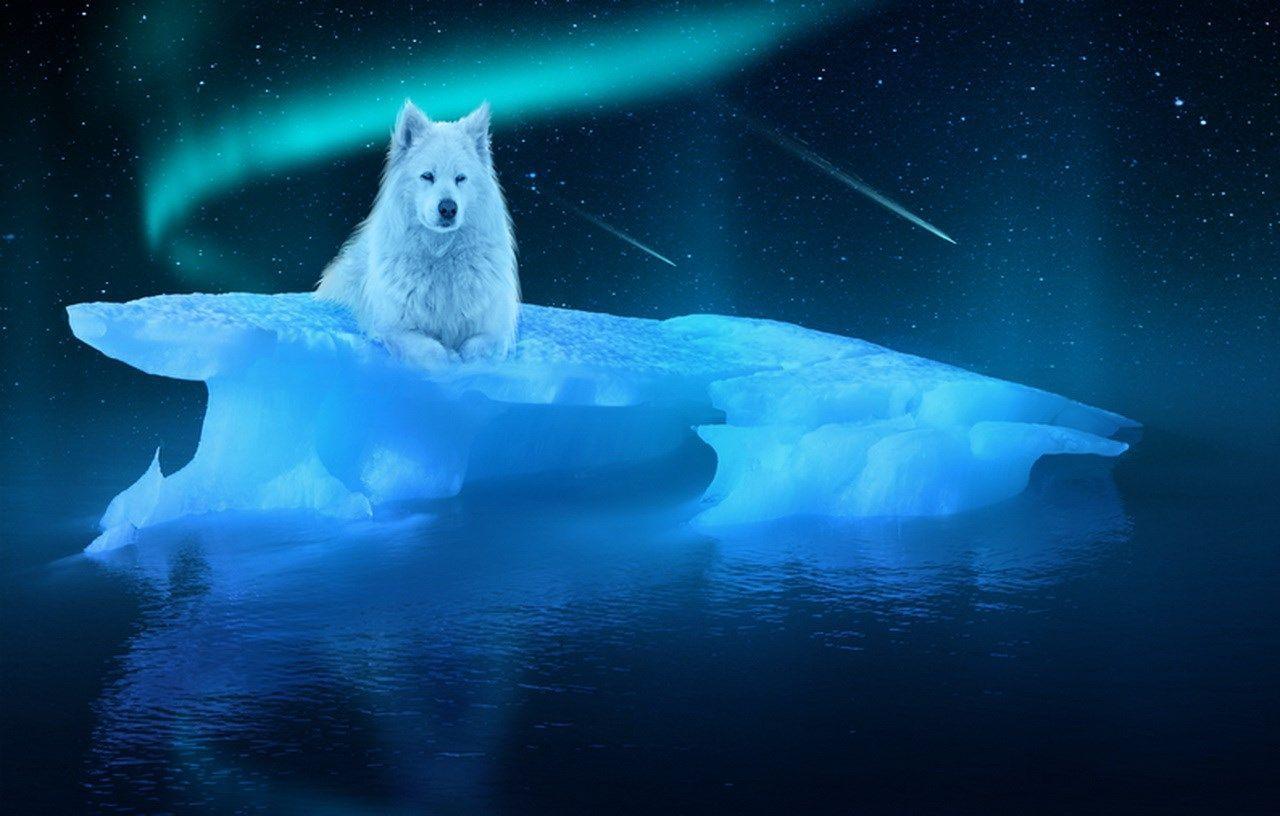 1280x816 Arctic Wolf Wallpaper