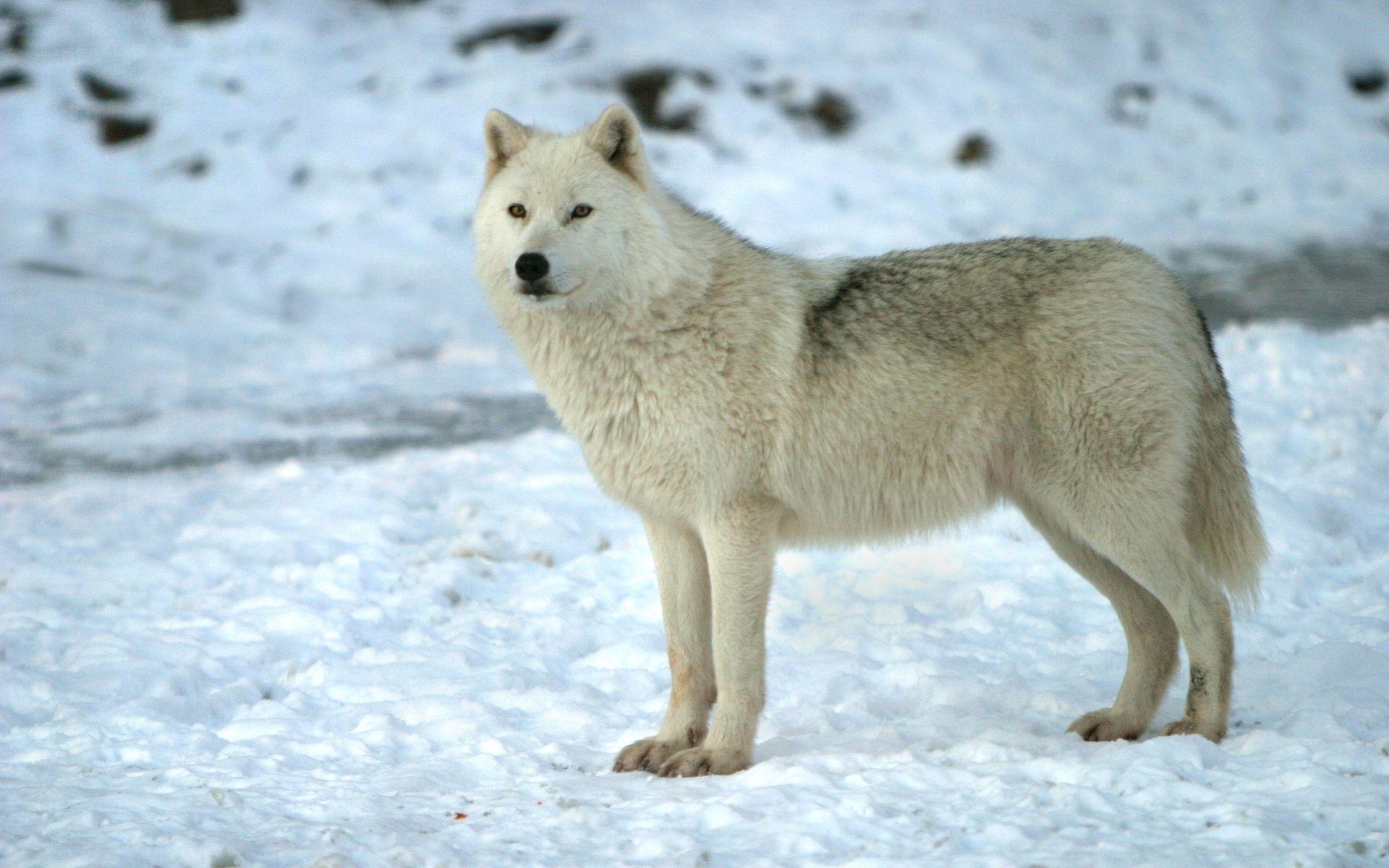 1920x1200 Animal Wallpaper White Snow Wolf Wallpaper By Dave
