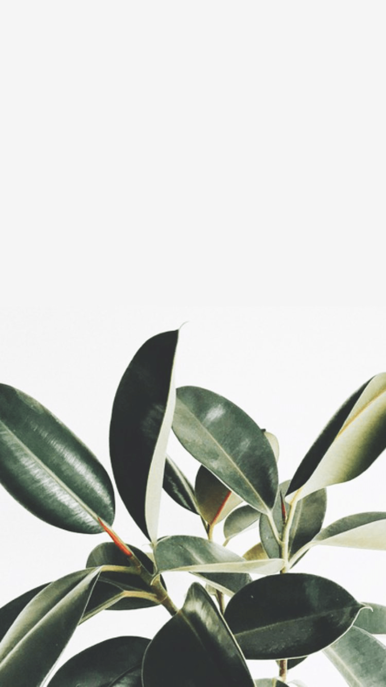 Download wallpaper 1350x2400 plant, foliage, indoor, houseplant iphone  8+/7+/6s+/6+ for parallax hd background