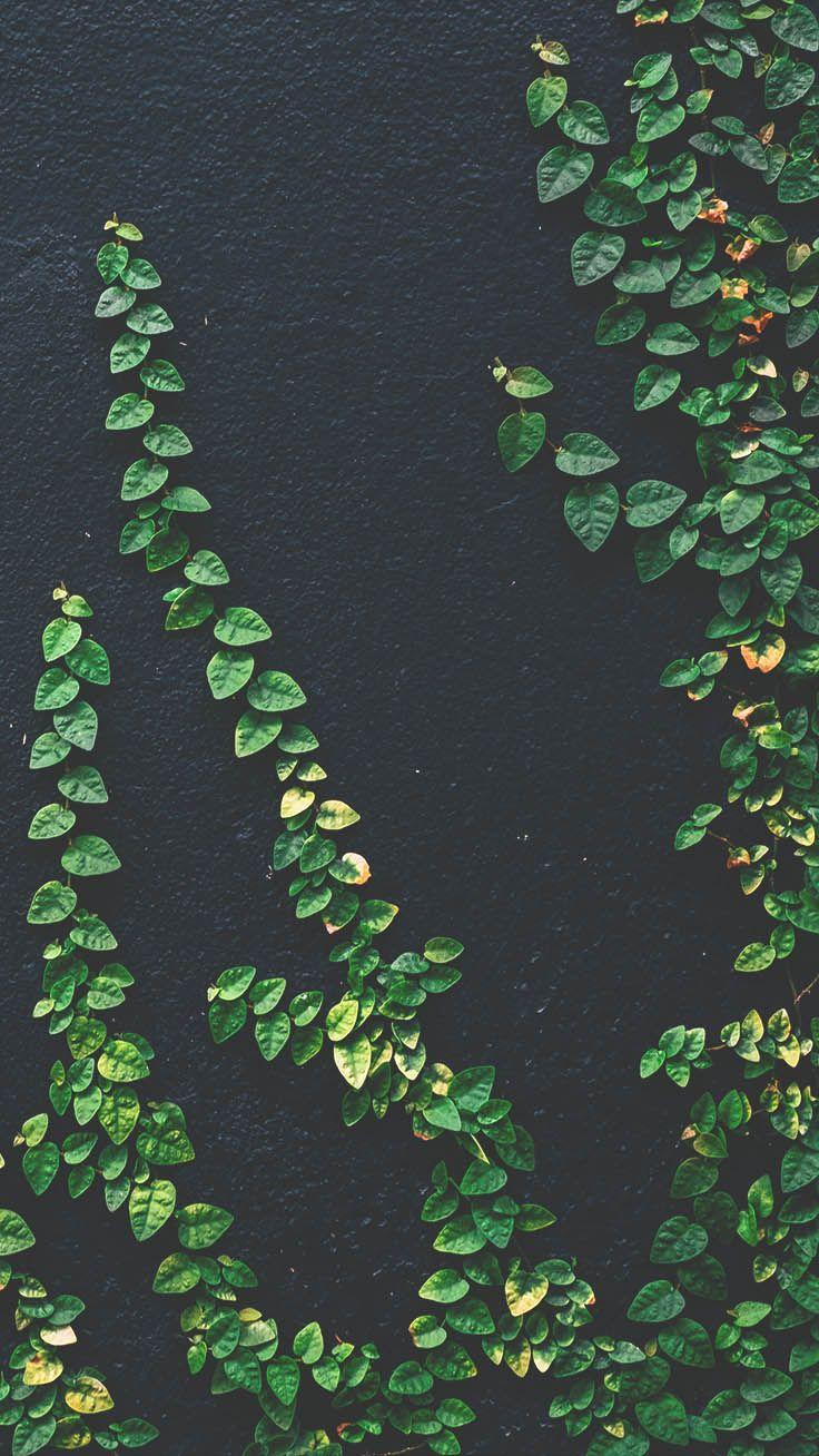 736x1308 Botanical iPhone Xs Max Wallpaper