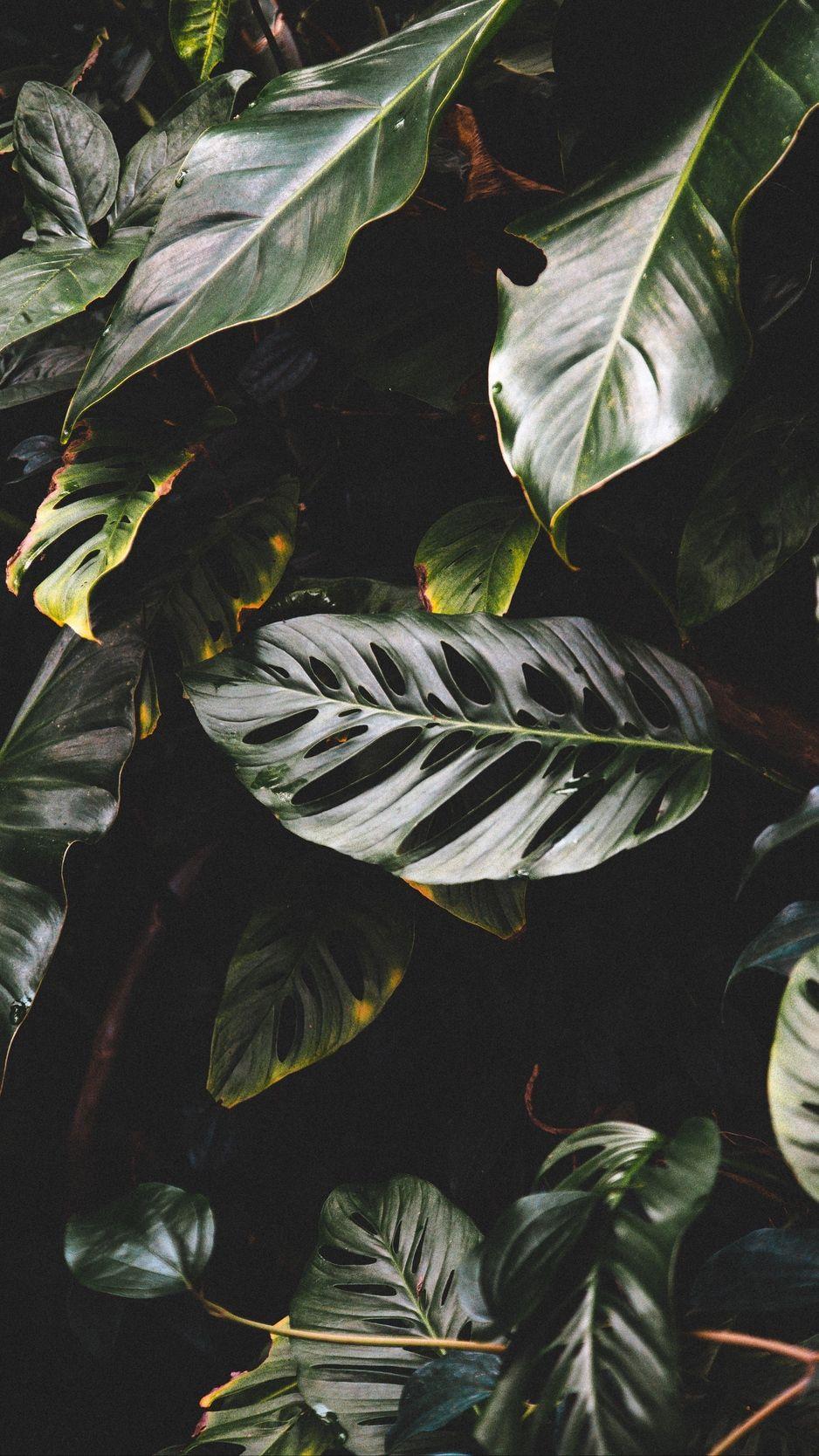Plants iPhone Wallpapers Top Free Plants iPhone Backgrounds