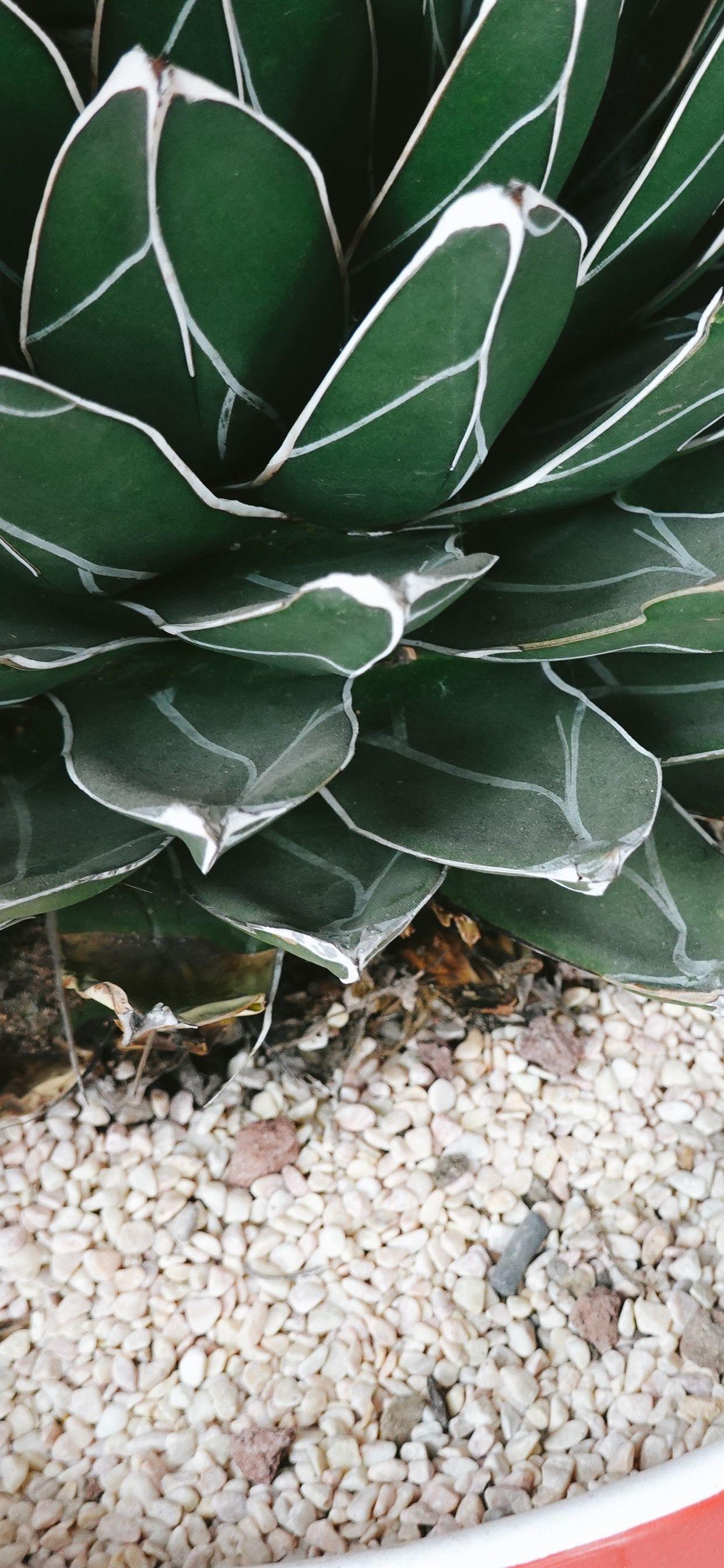1242x2688 Succulent plants, vase, stones 1242x2688 iPhone XS Max