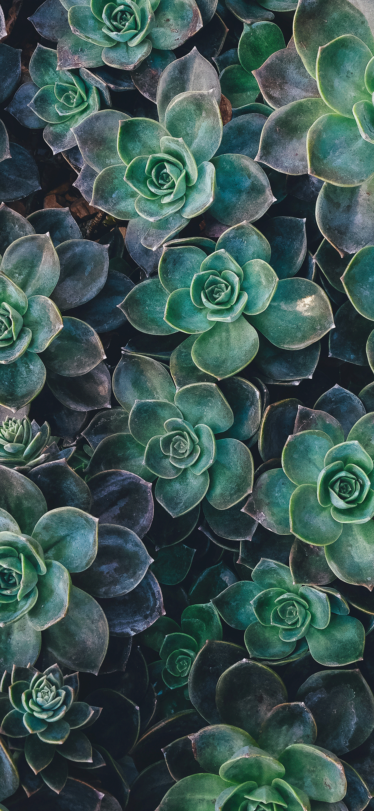 1242x2688 Succulent plant Wallpaper for iPhone X, 6