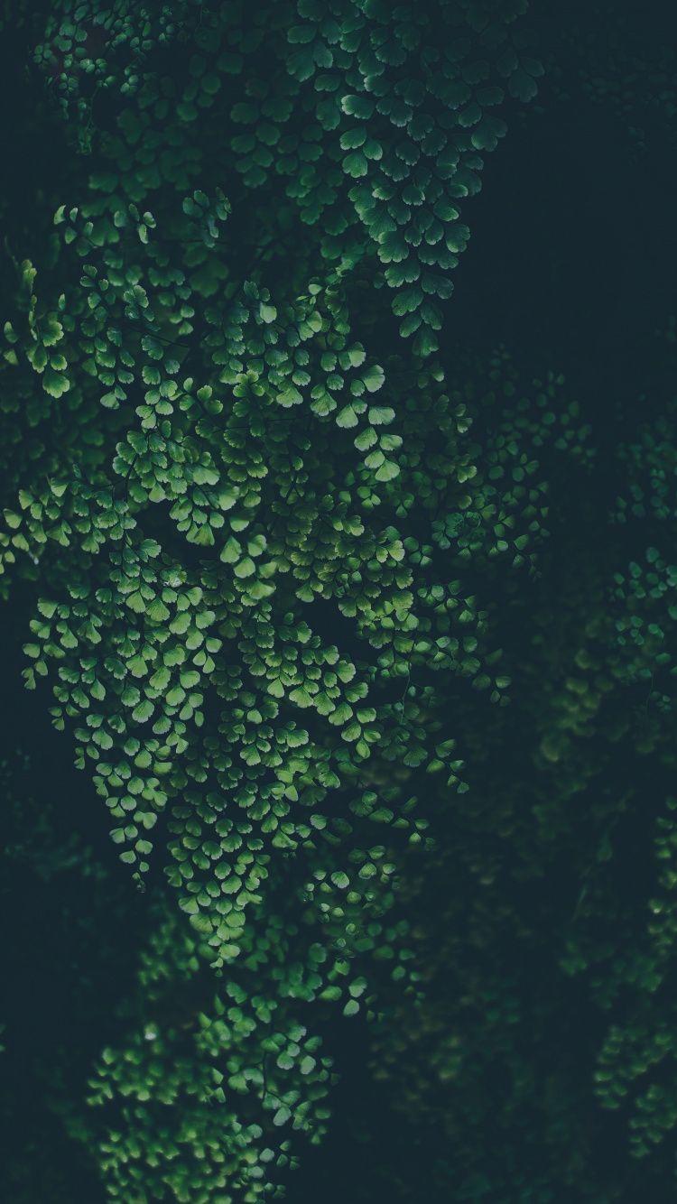 750x1334 Download 750x1334 wallpaper green leaves, clover, nature, plants