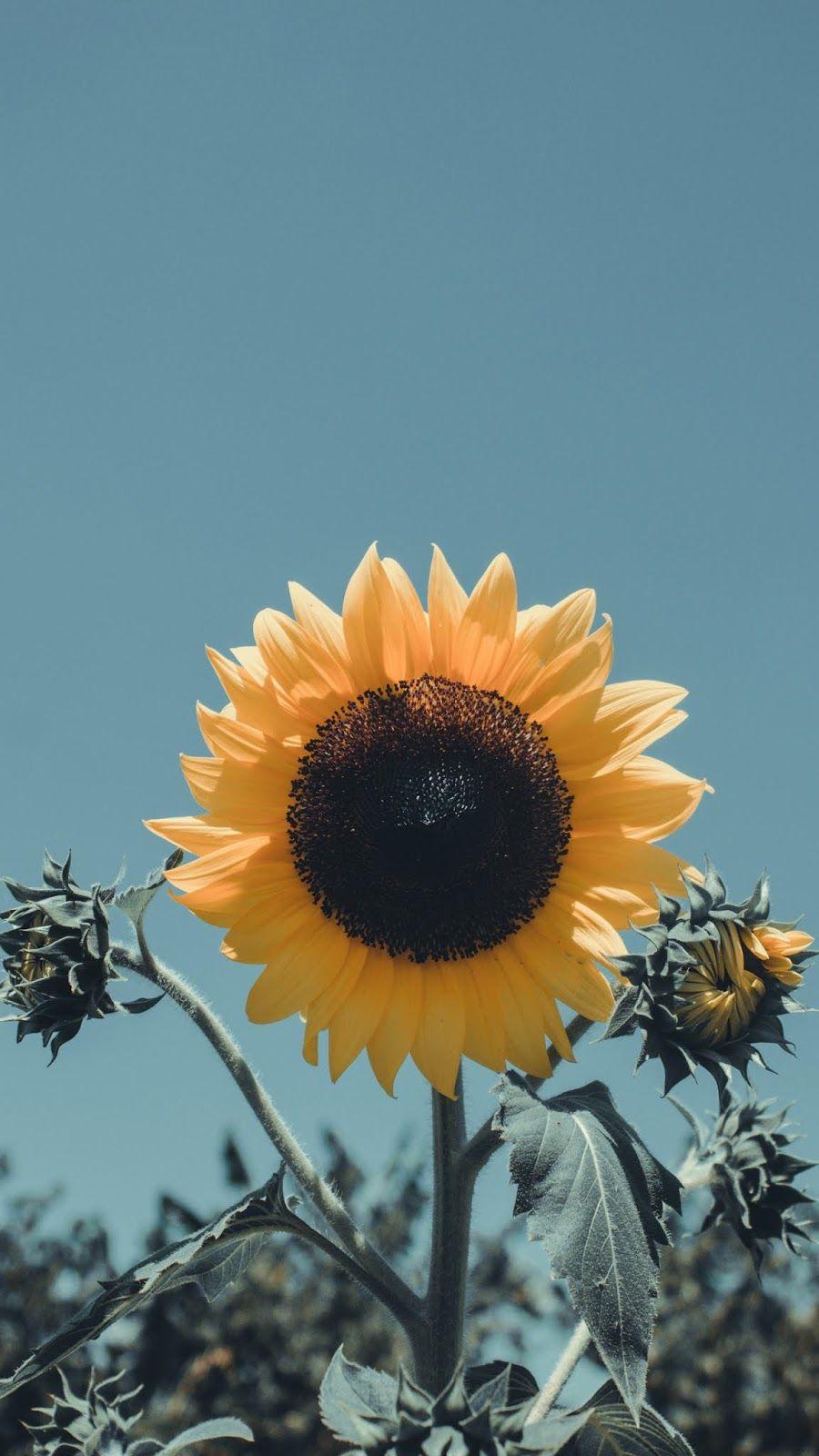 900x1600 iPhone Wallpaper. Sunflower, Sky, Flower, sunflower, Yellow, Plant