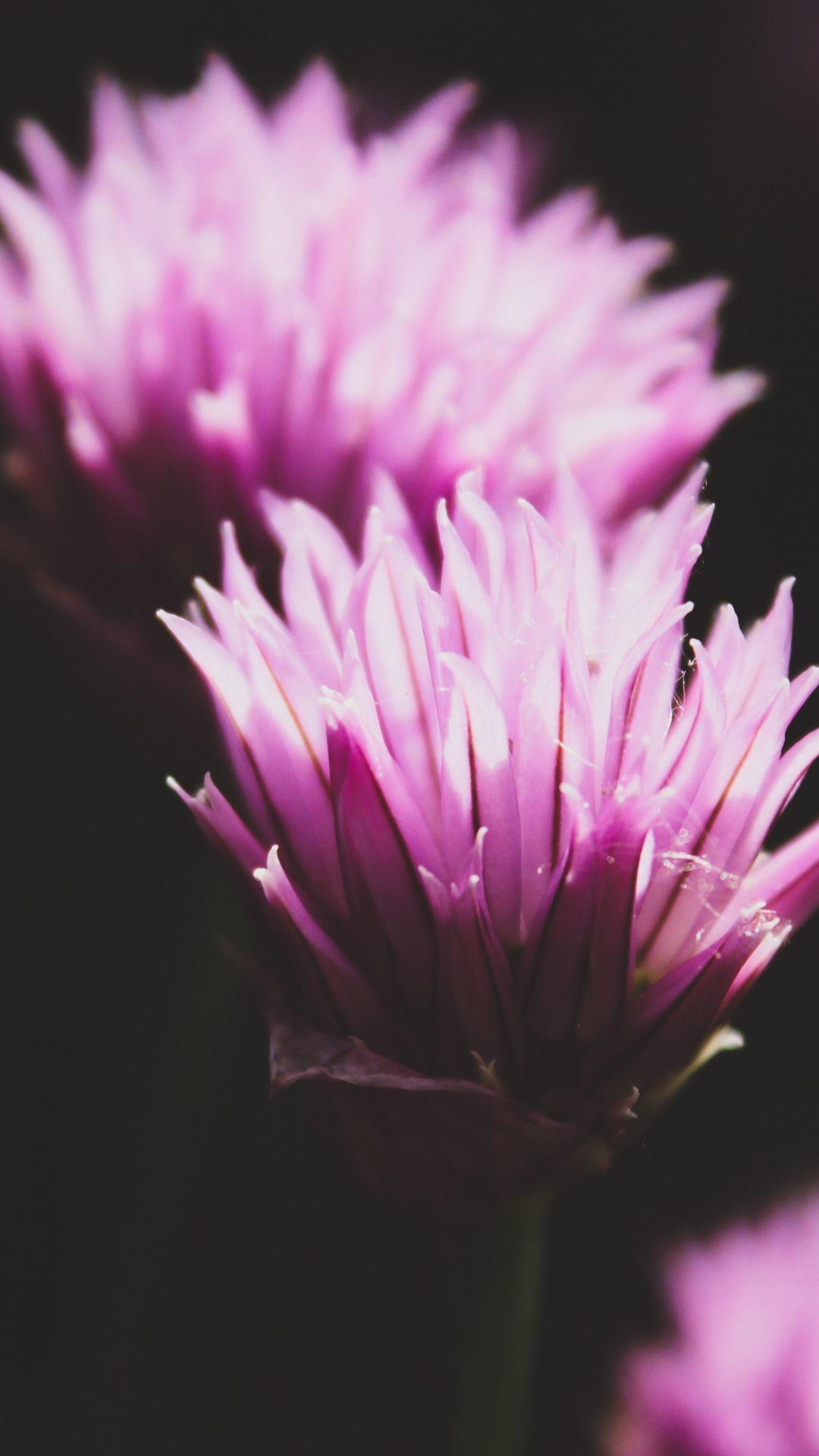 1080x1920 Plant, Flora iPhone Wallpaper