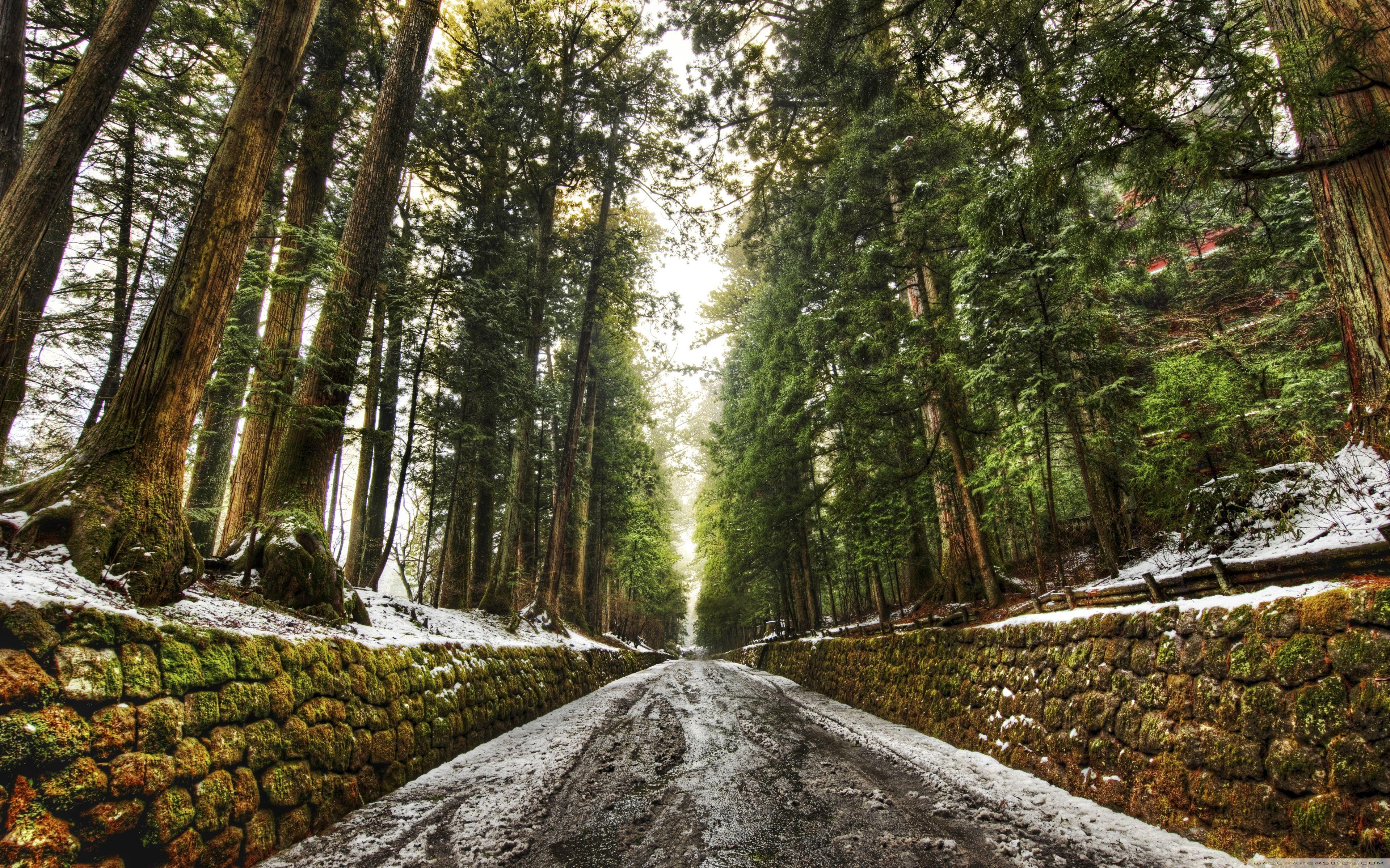 3840x2400 Old Forest Alley ❤ 4K HD Desktop Wallpaper for 4K Ultra HD TV