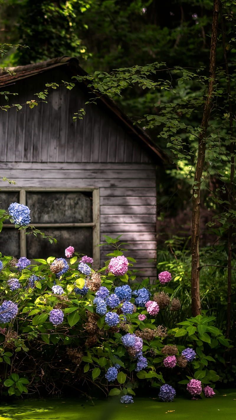 800x1422 House in garden, flowers, garden, green leaves, home, house, pink, purple, wooden, HD phone wallpaper