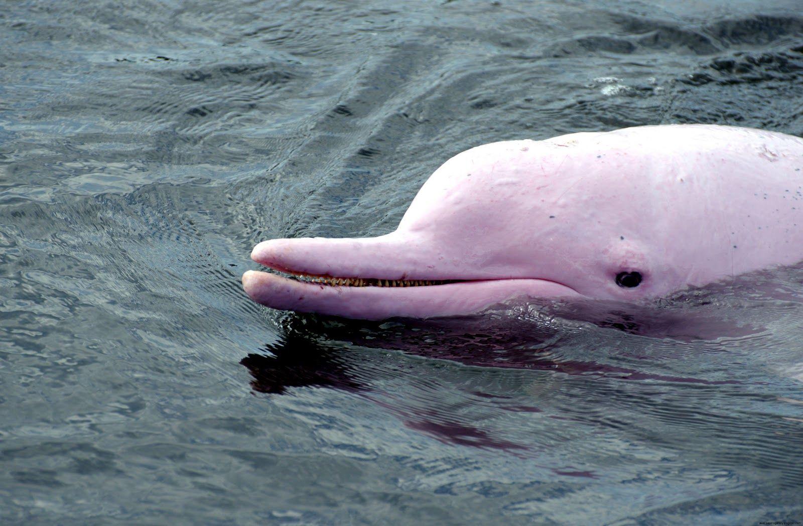 1600x1048 Amazon River Dolphin Wallpaper