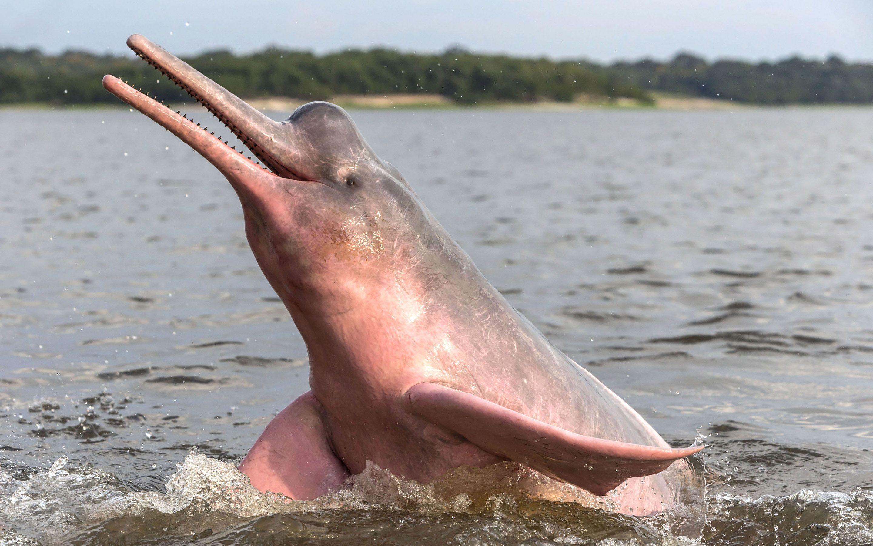 2880x1800 Amazon River Dolphin Wallpaper