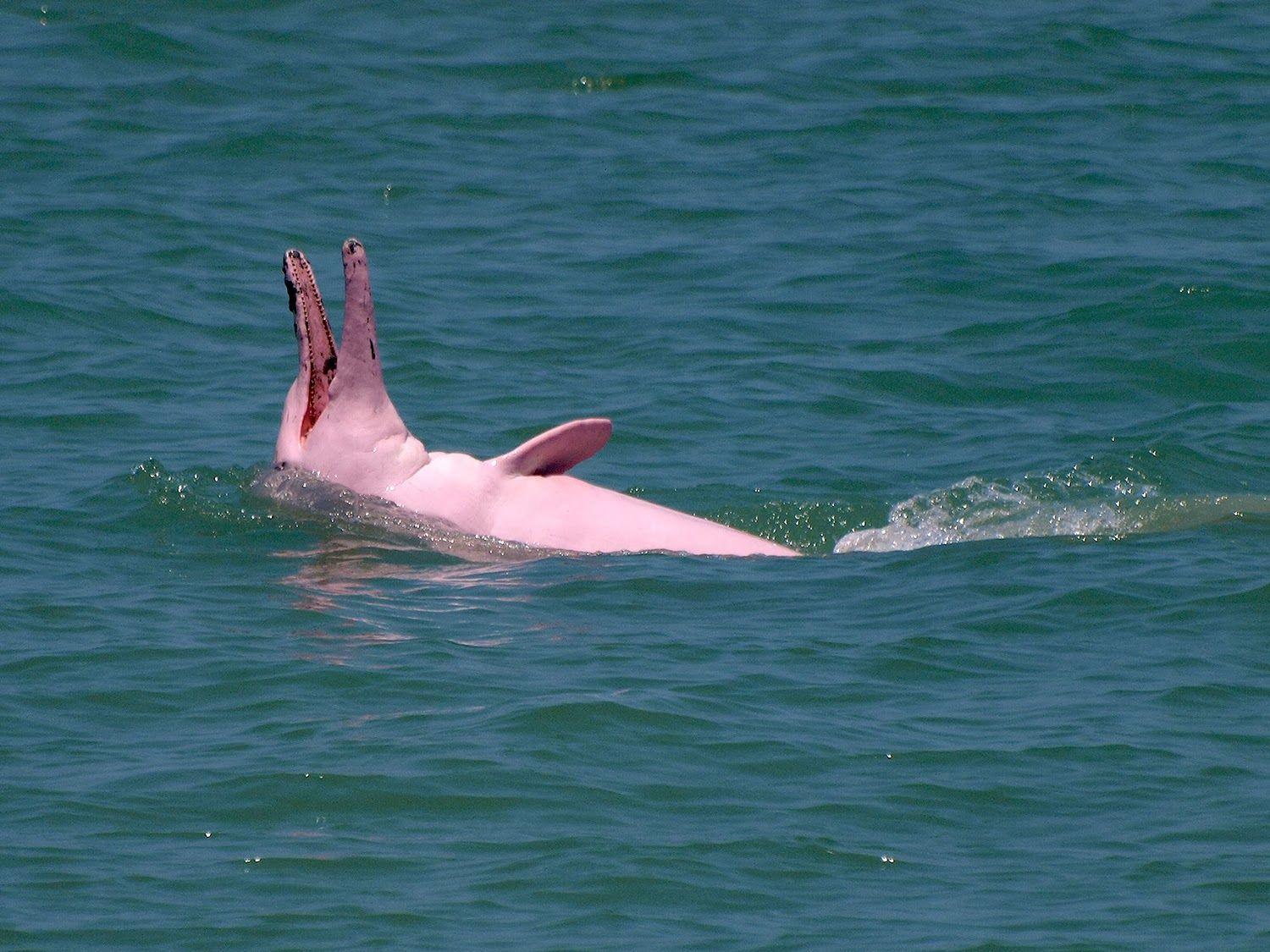 1500x1125 Best Animals Wallpaper: Pink Dolphin, Animals