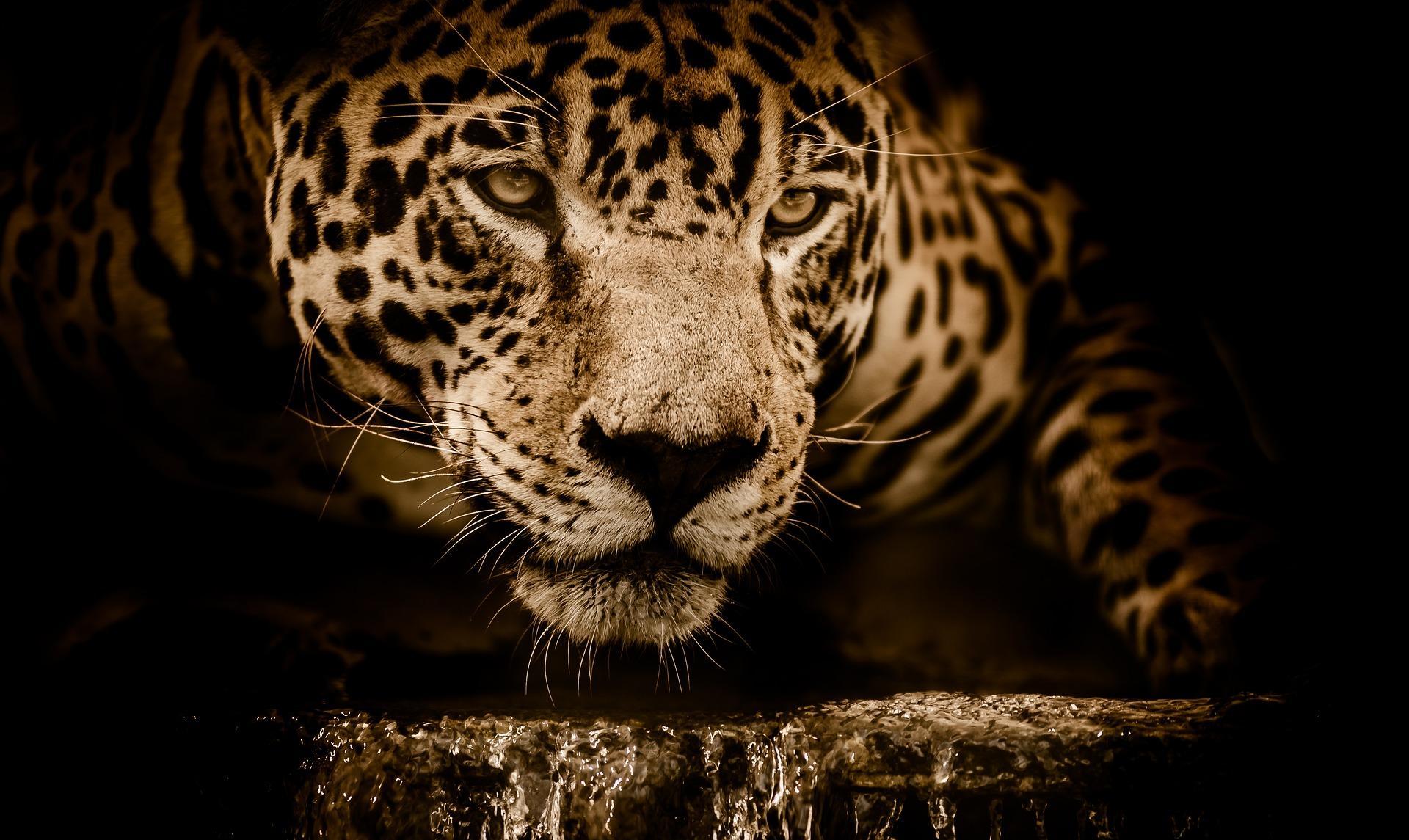 1920x1145 Jaguar Wallpaper HD for Android