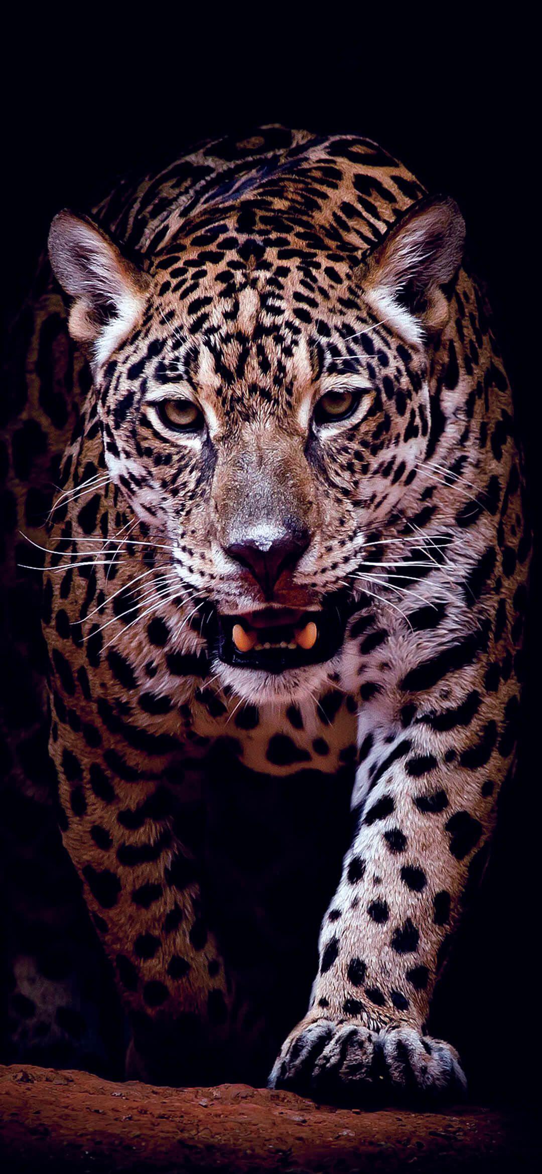 1080x2340 Stunning Jaguar HD Wallpaper [1080×2340]