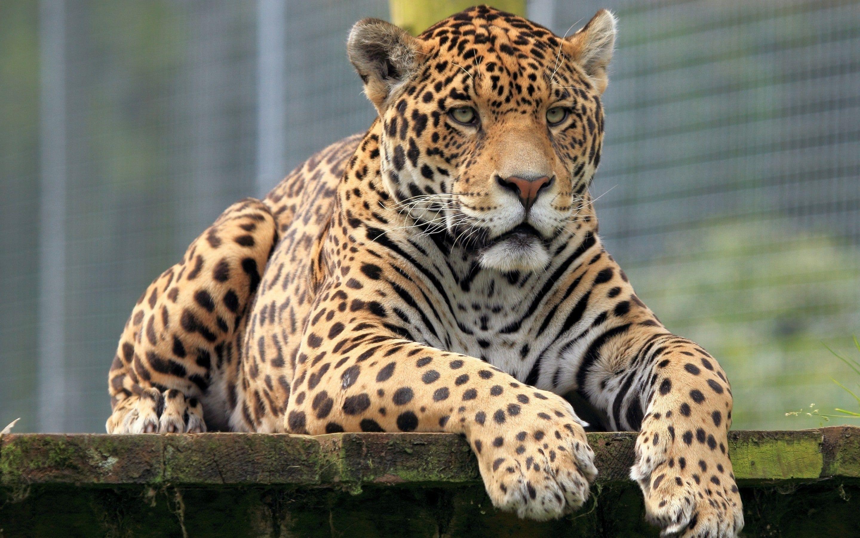 2880x1800 Jaguar HD
