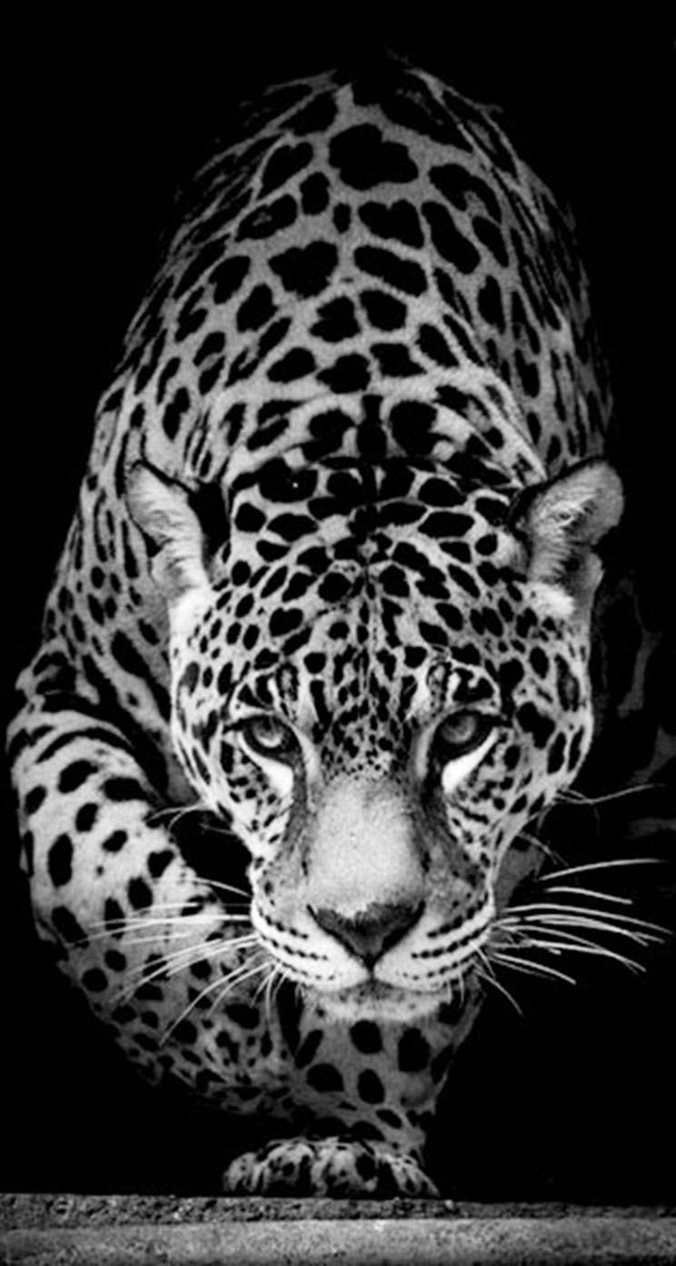 744x1392 Download Wallpaper Animal Wallpaper iPhone Free